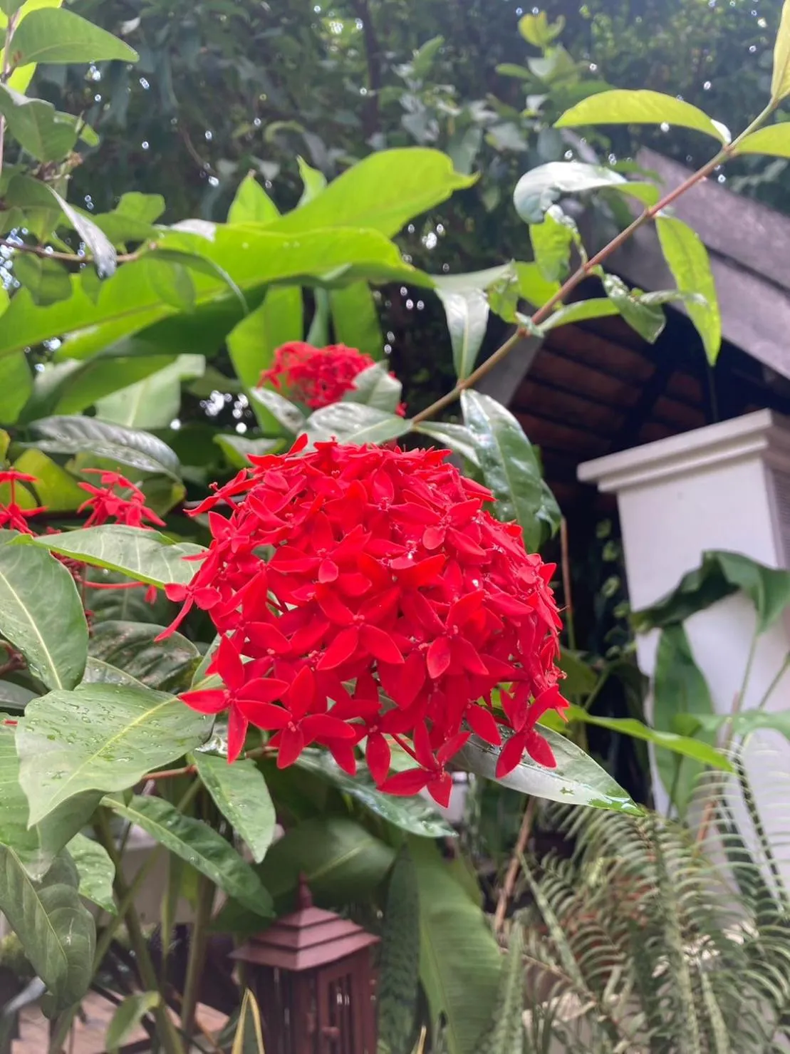 Garden in Wiriya House