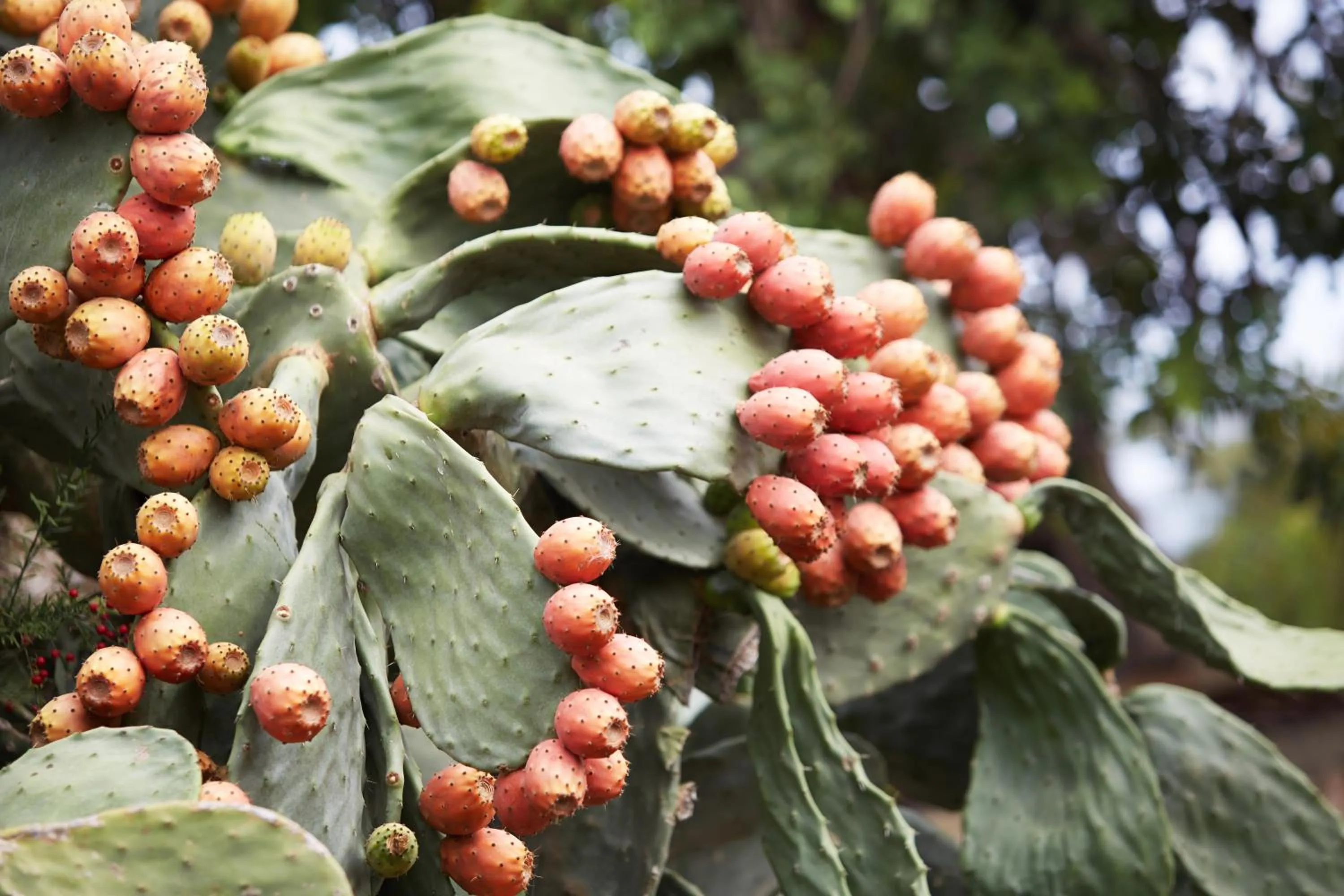 Other in Hotel Son Trobat Wellness & Spa