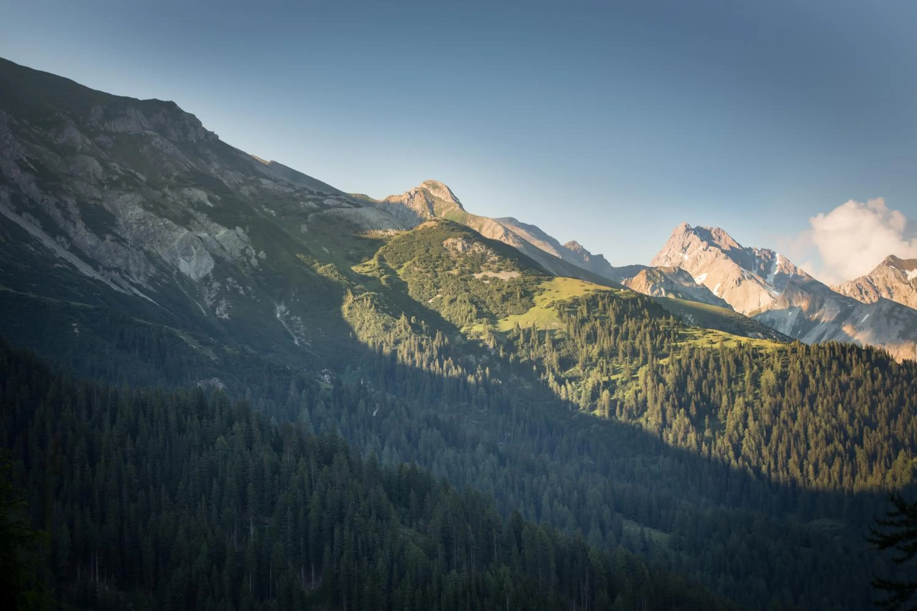 Summer in Rosa Canina Superior