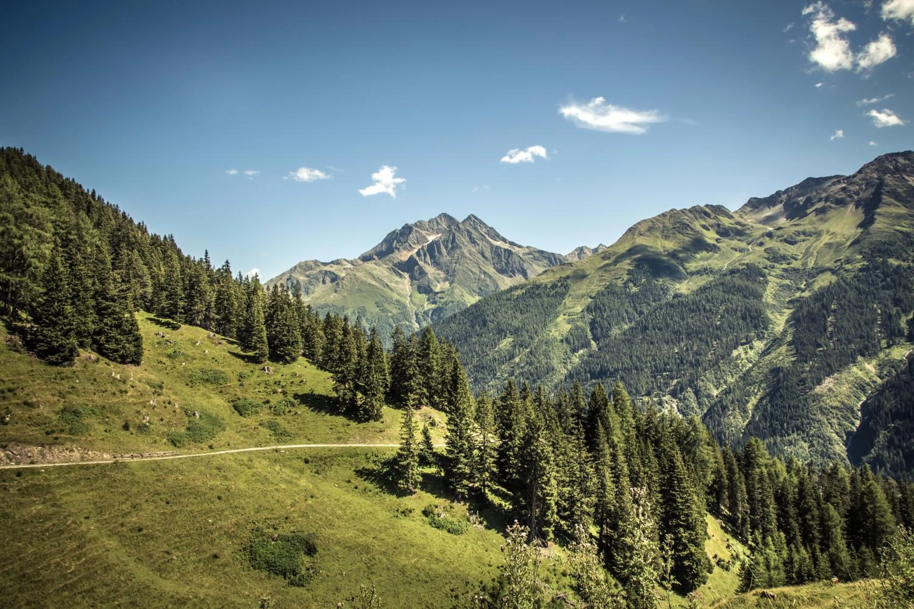 Summer in Rosa Canina Superior