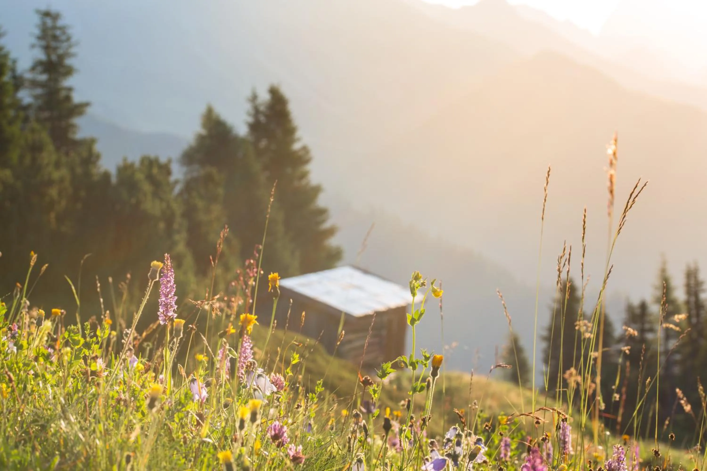 Natural landscape in Rosa Canina Superior