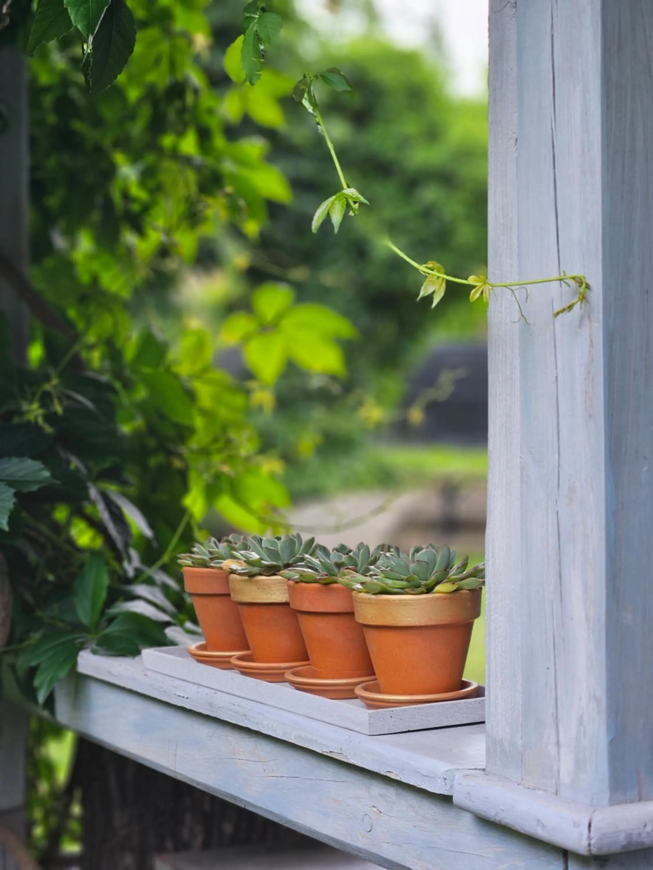Garden in Hotel Marmułowski
