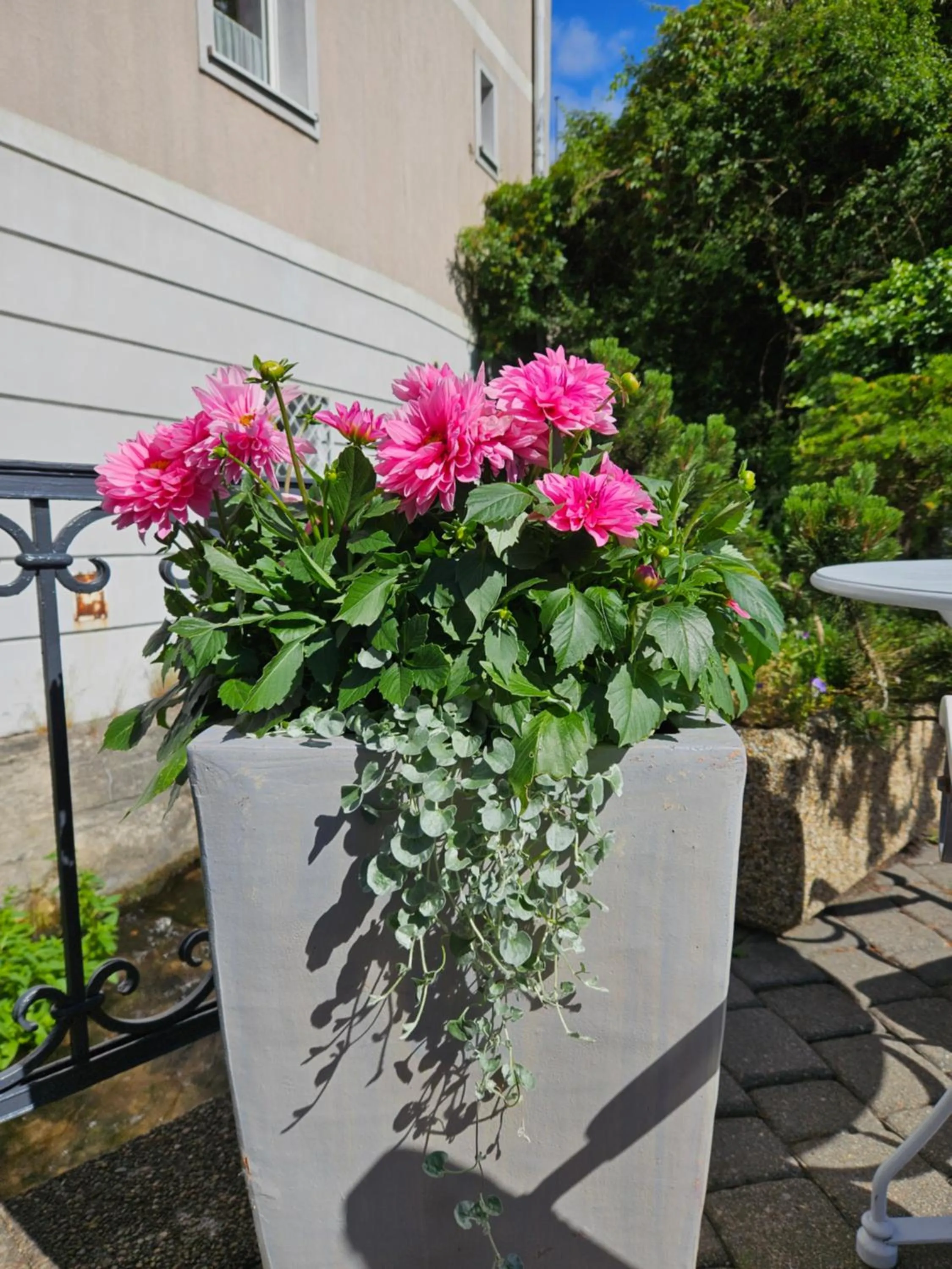 Garden in Hotel Marmułowski