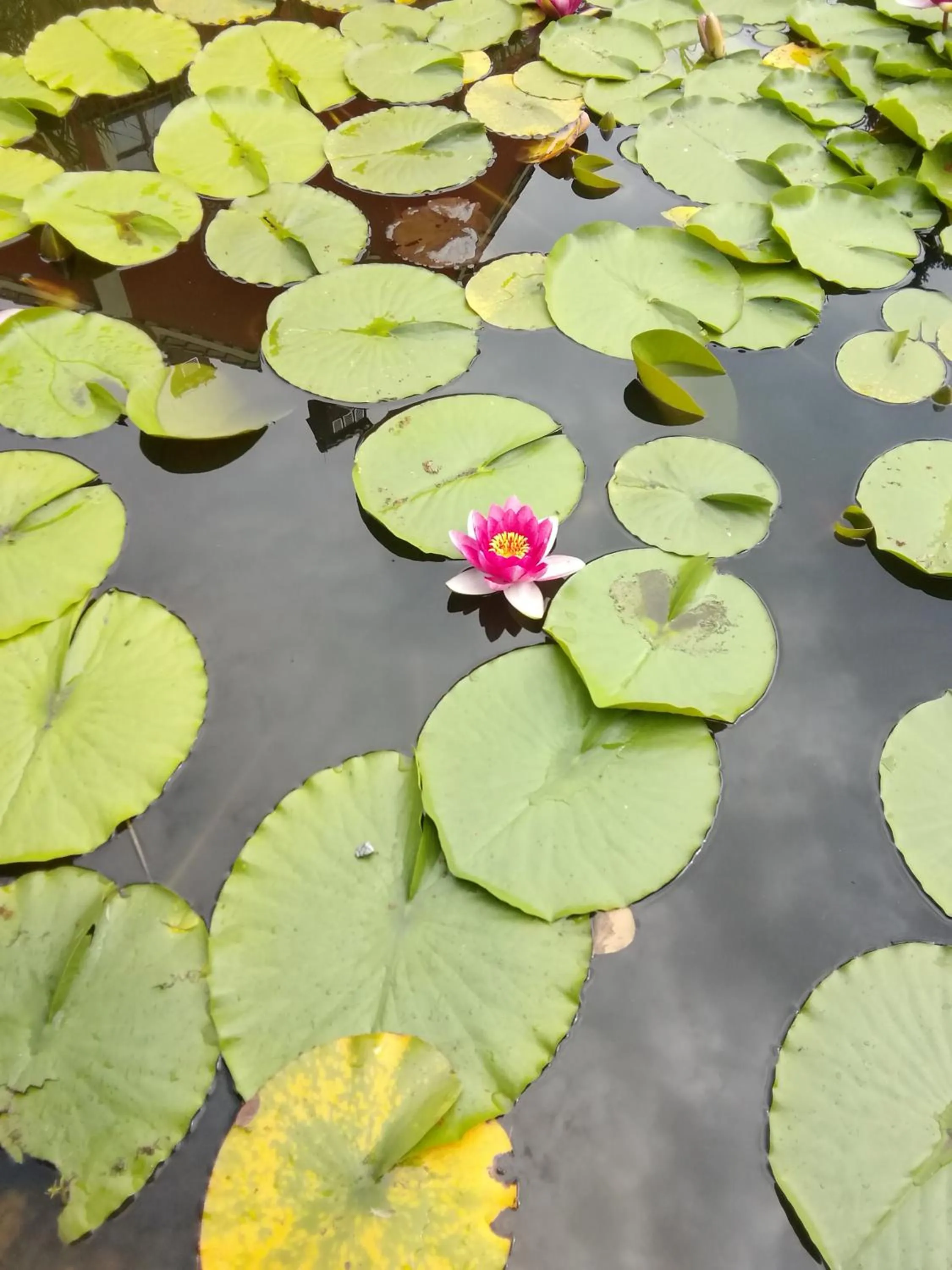 Garden in Dworek 1885