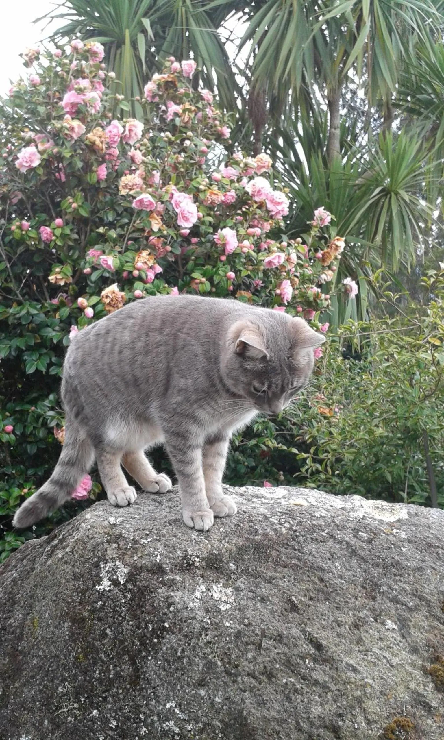 Pets in City Lights Boutique Lodge