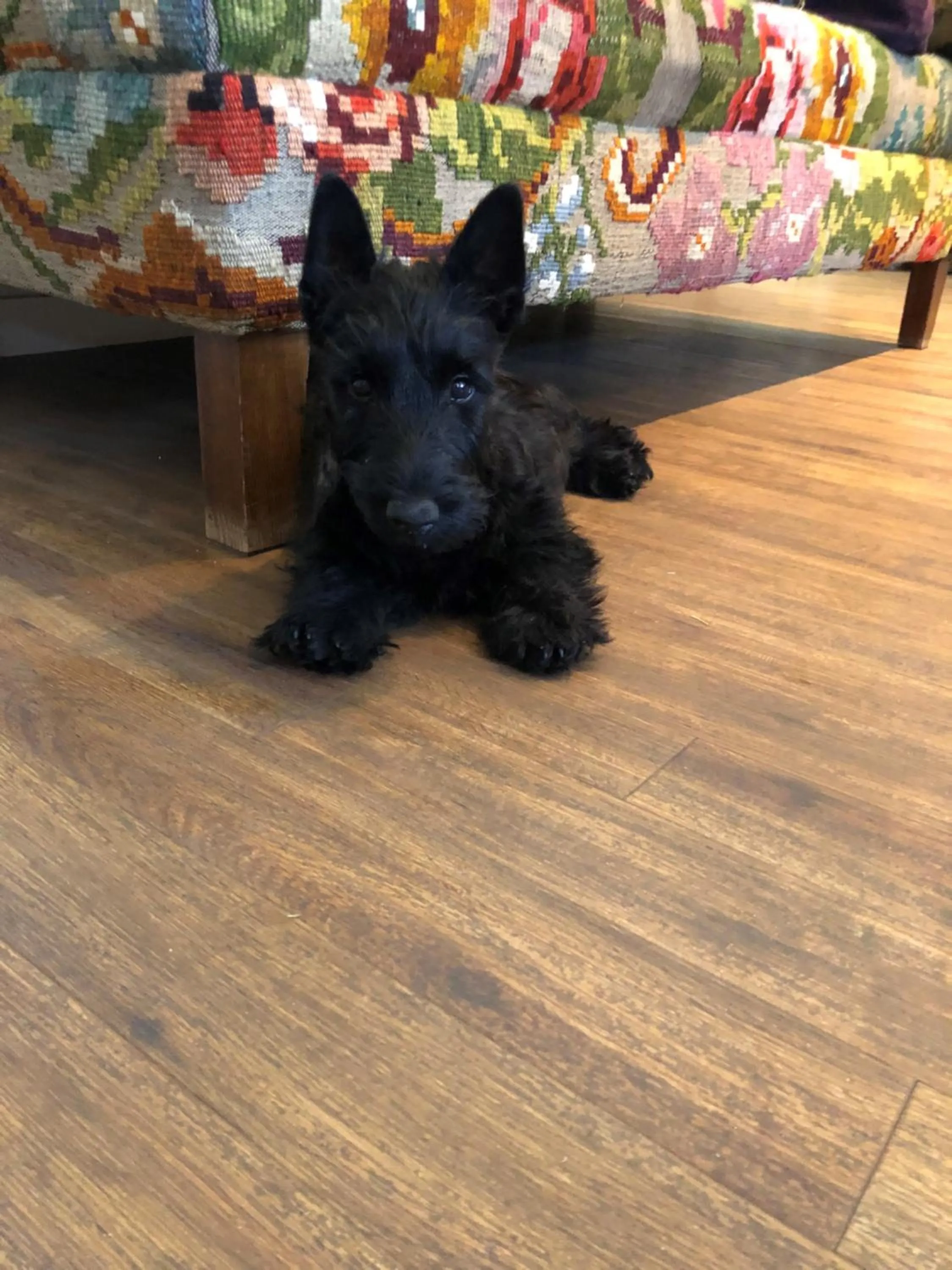 Animals in Best Western Plus d'Europe et d'Angleterre