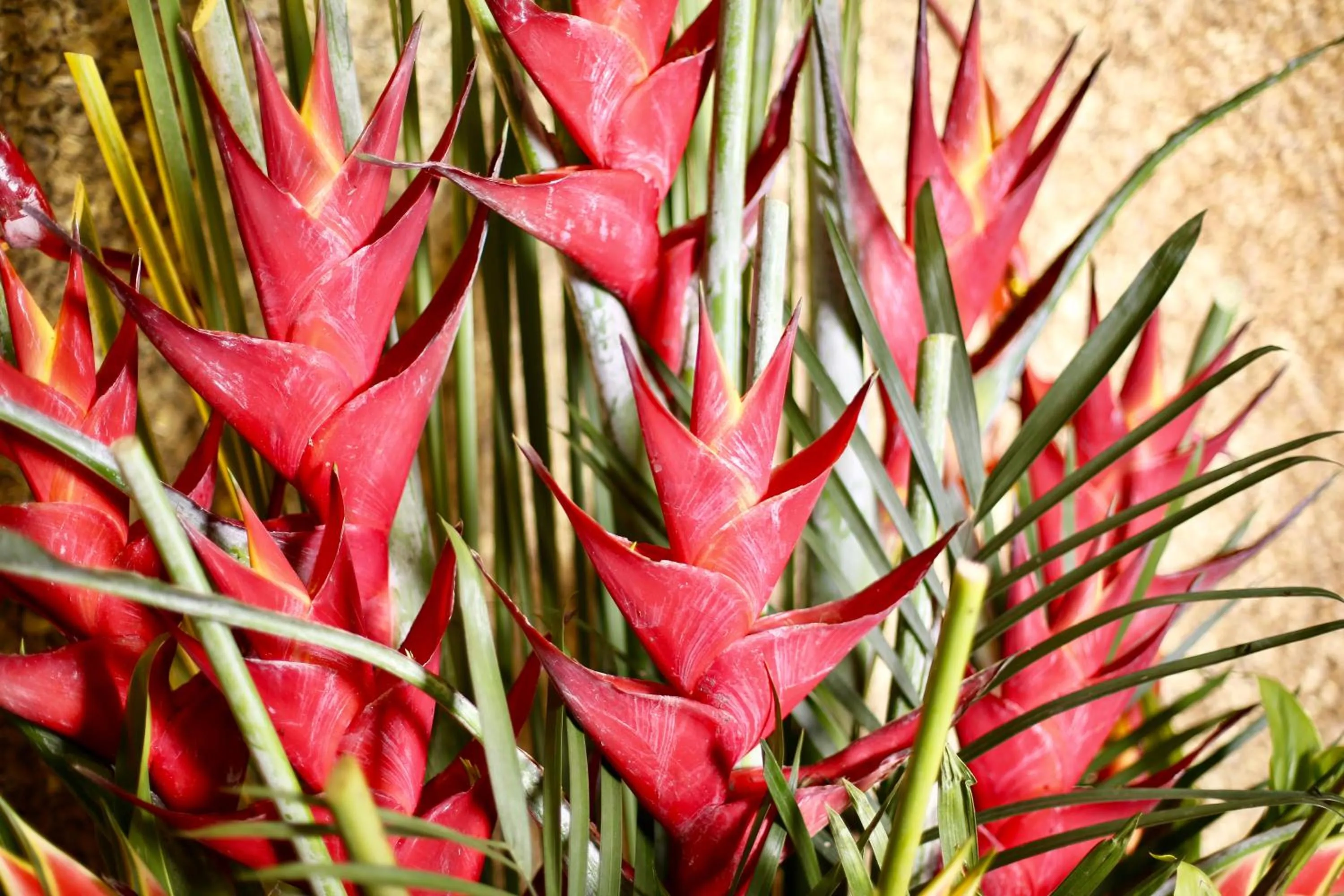 Decorative detail in The Manipura Luxury Estate and Spa Up to 18 person, fully serviced