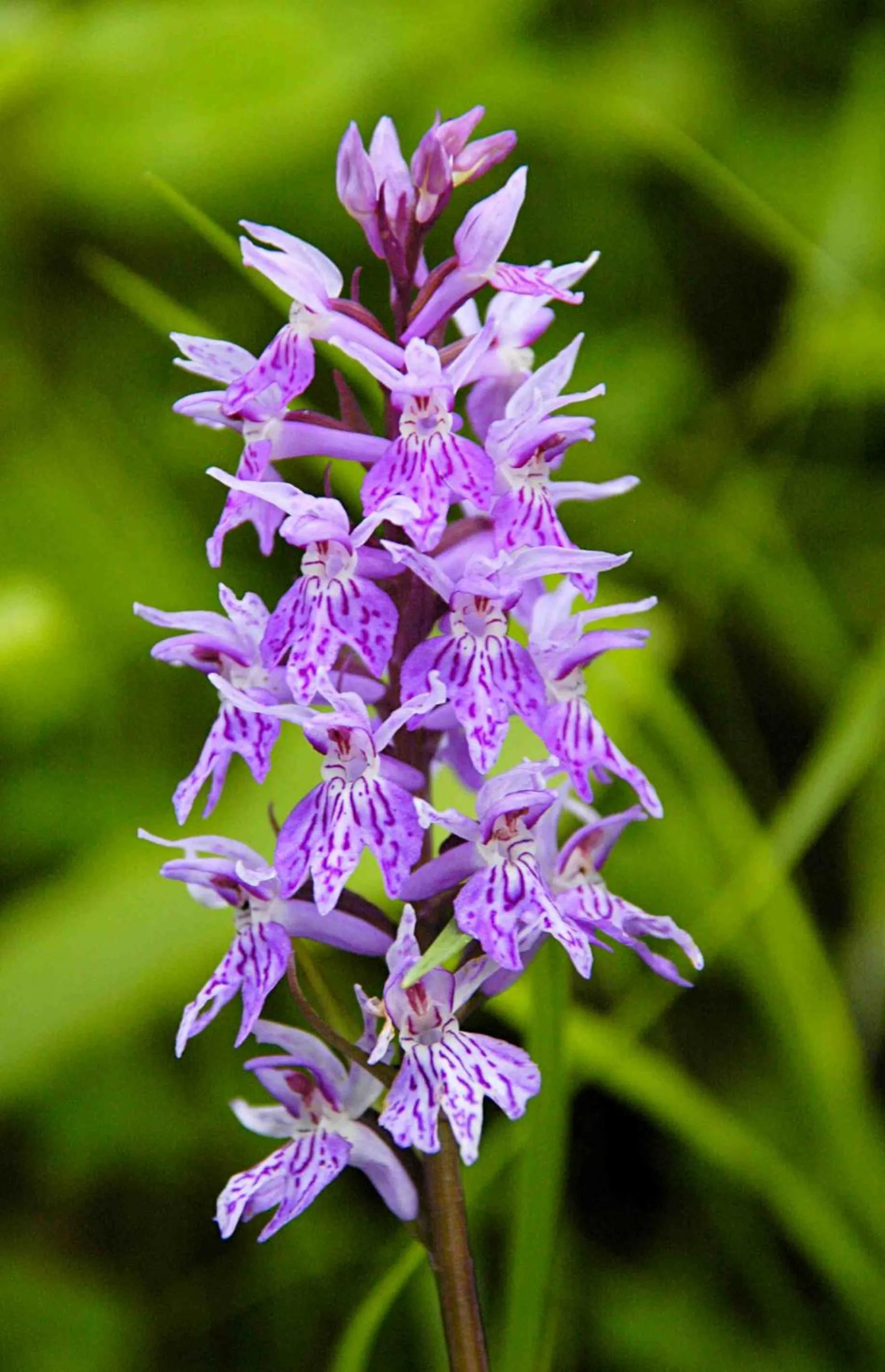 Natural landscape in Tourist Farm Strle With Great Local Food