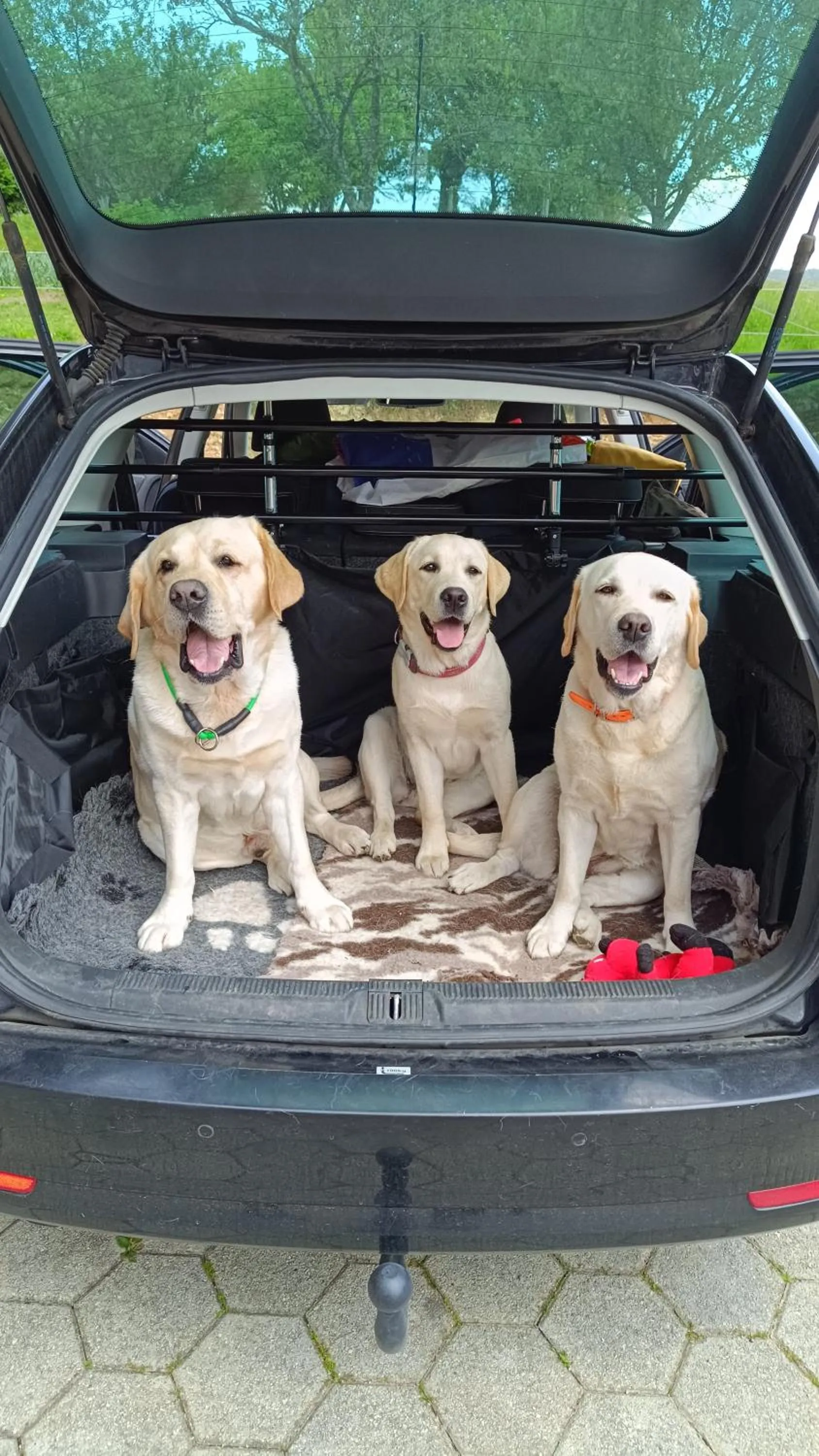 Pets in Tourist Farm Strle With Great Local Food