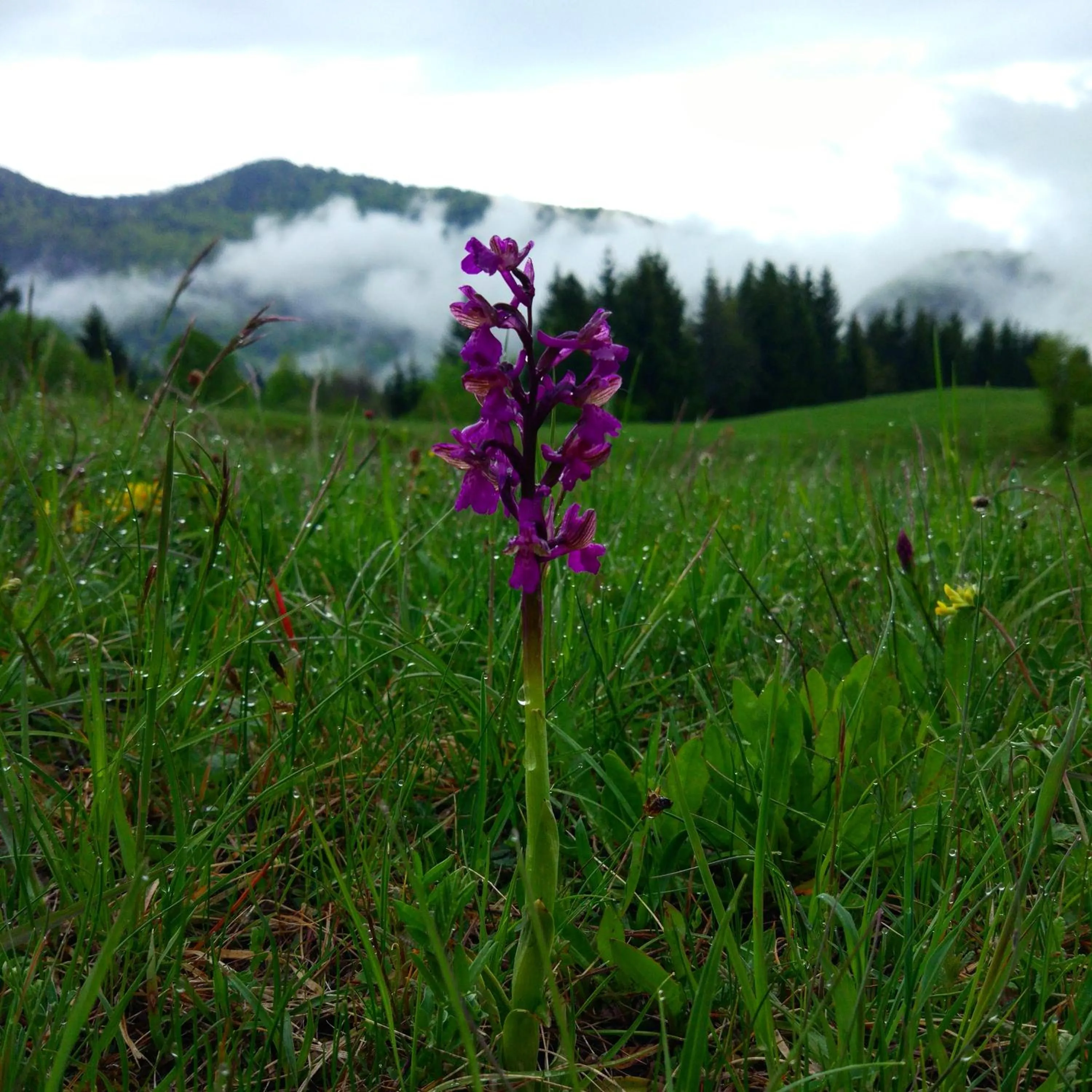 Natural landscape in Tourist Farm Strle With Great Local Food