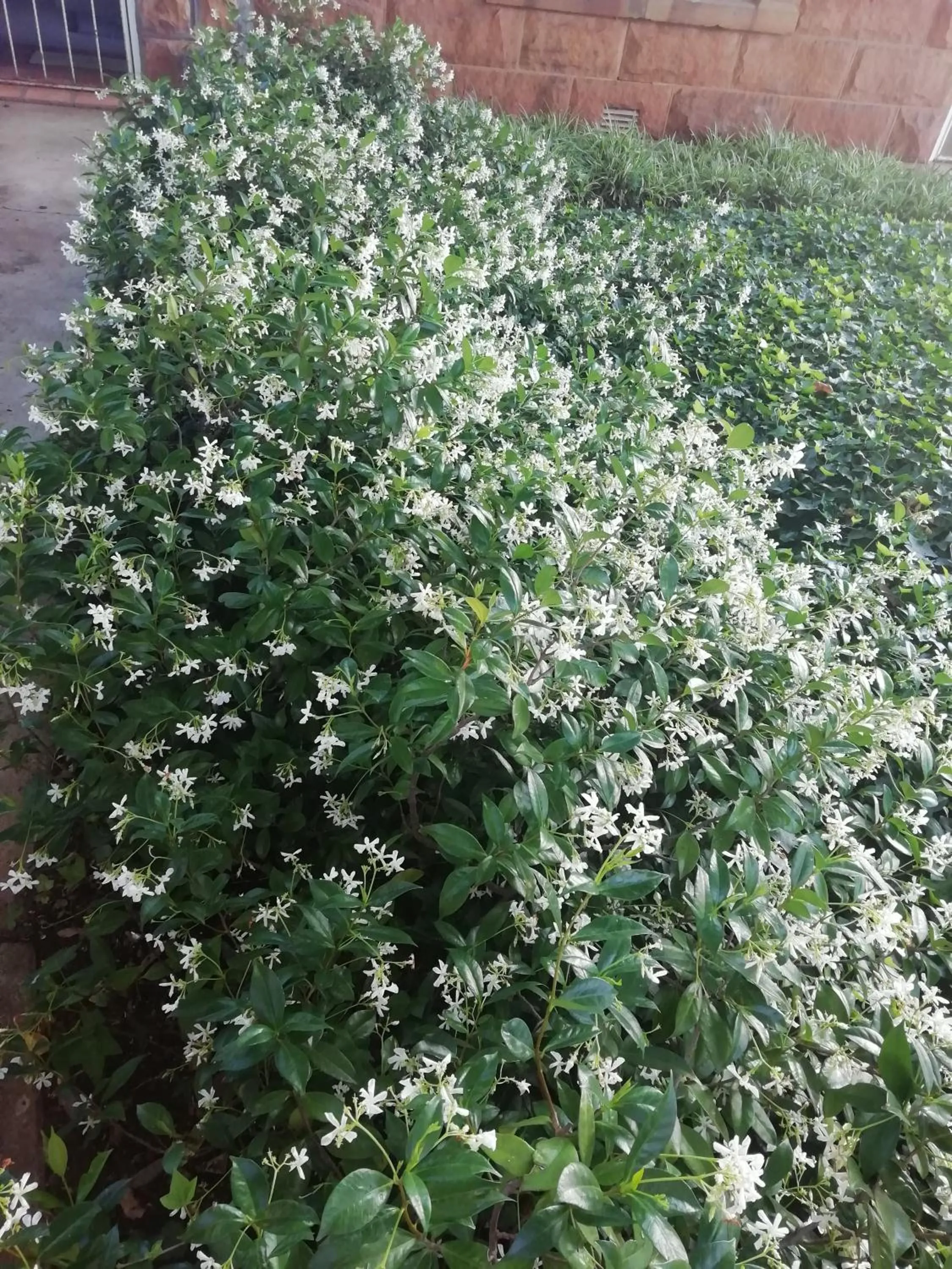 Garden in Wegkomkans B&B