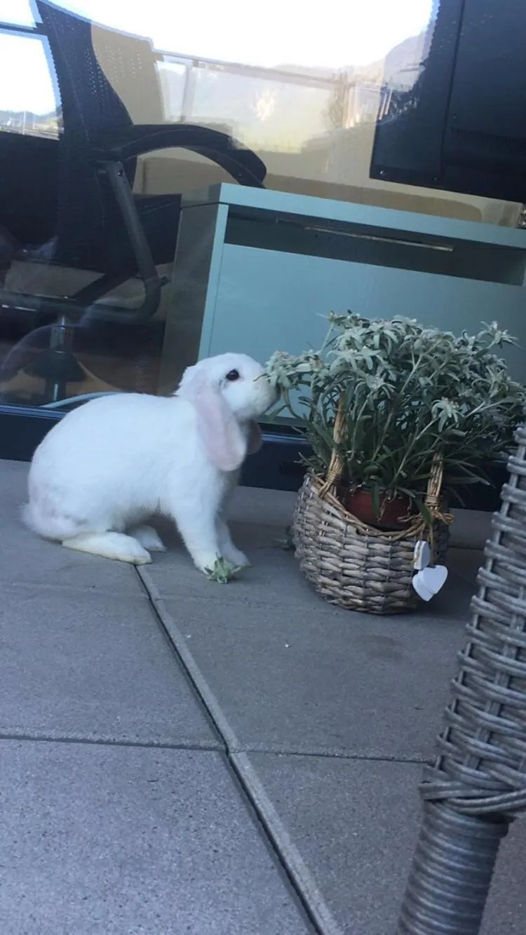 Pets in Hotel Olympia