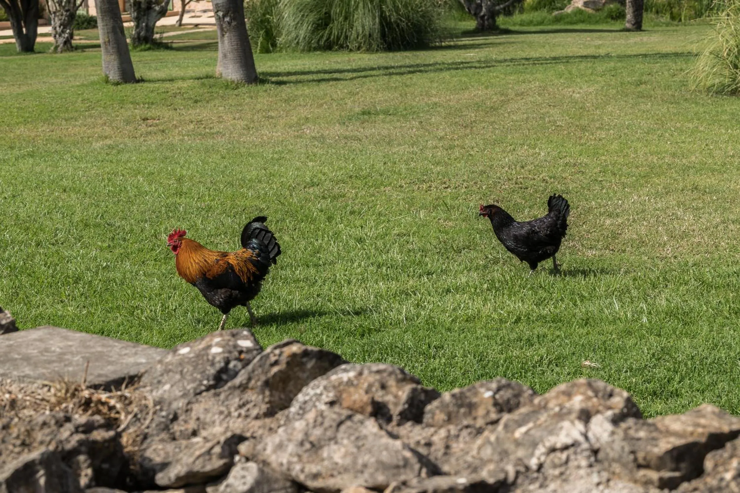 Animals in Hotel Sa Franquesa Nova
