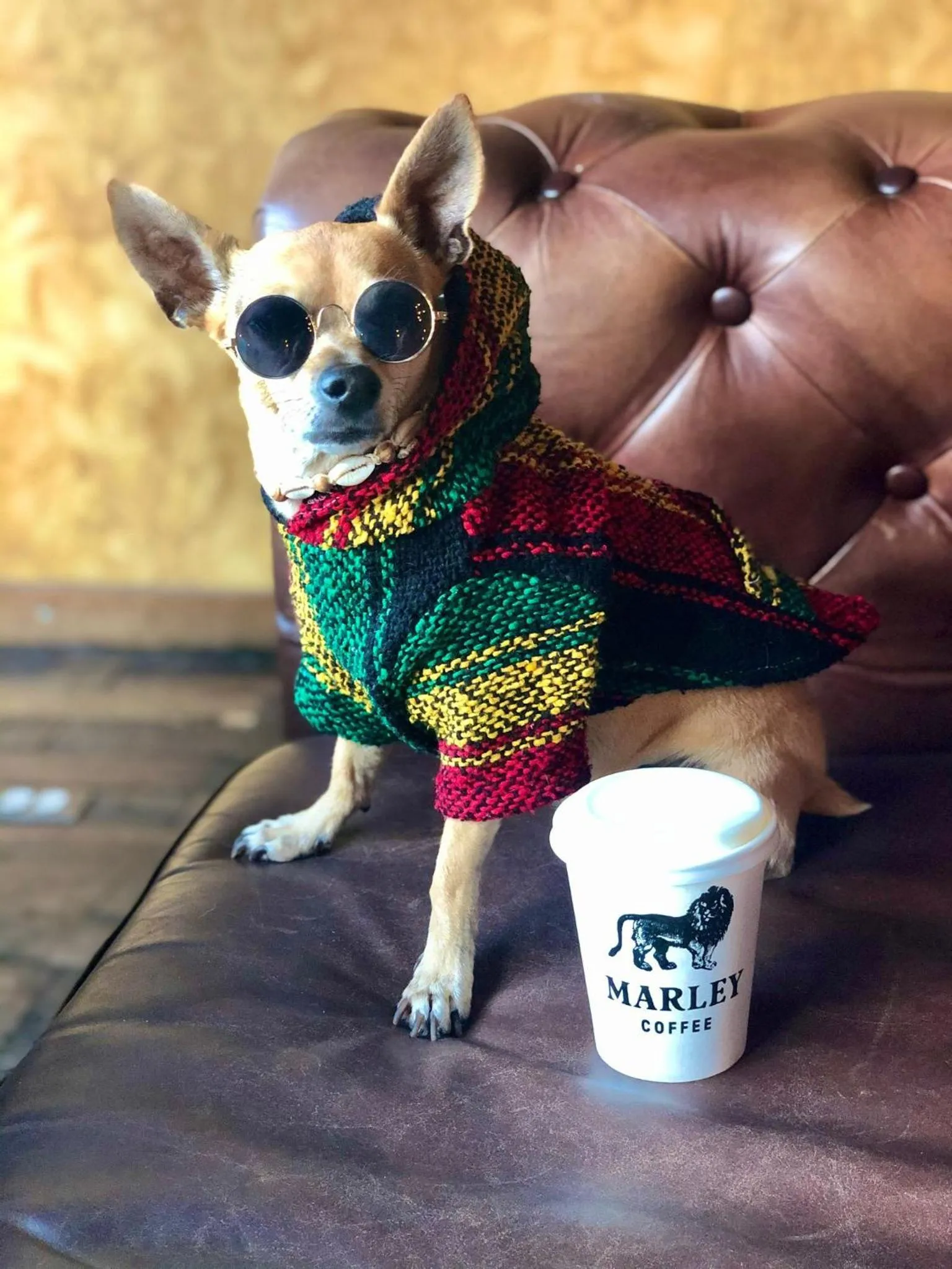 Pets in The Fives Downtown Hotel & Residences, Curio Collection by Hilton