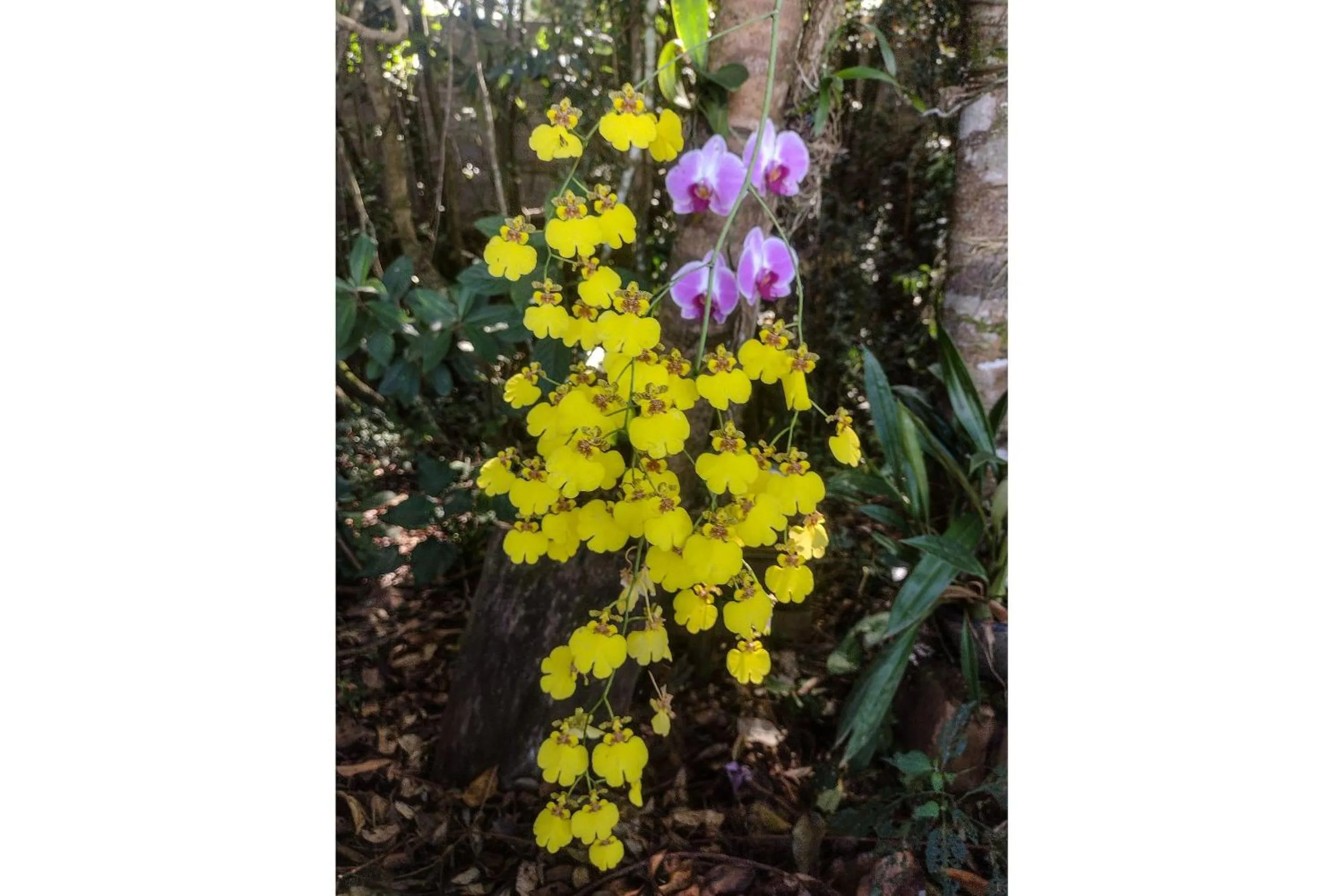Area and facilities in Pousada Chalé Terra Viva