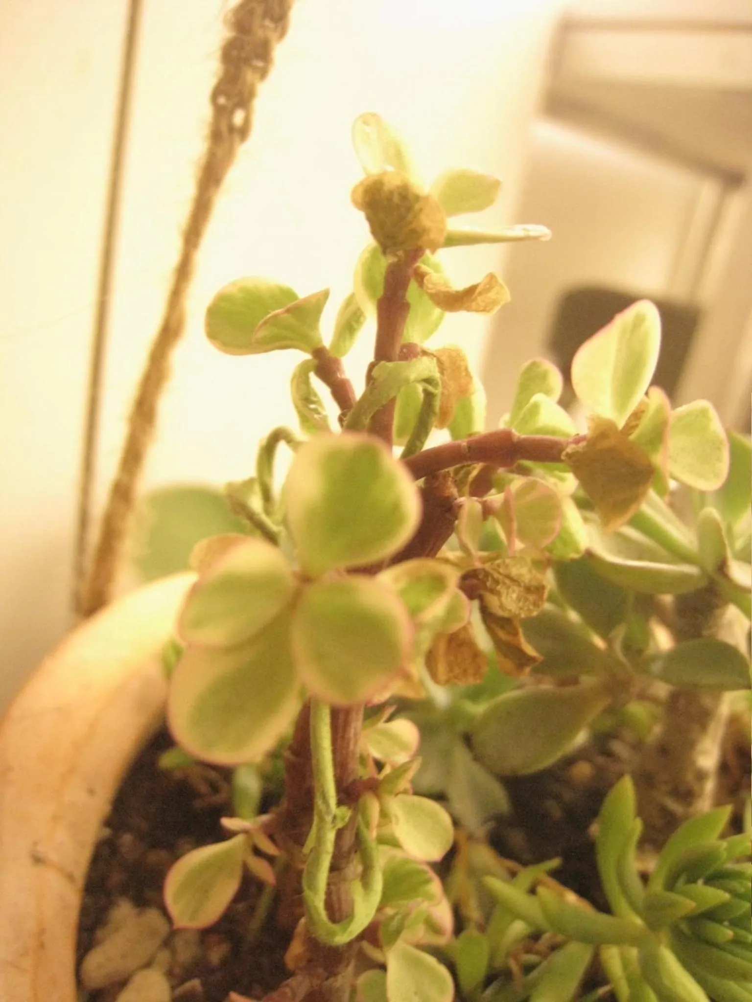 Formosa Boulerard Garden Hotel