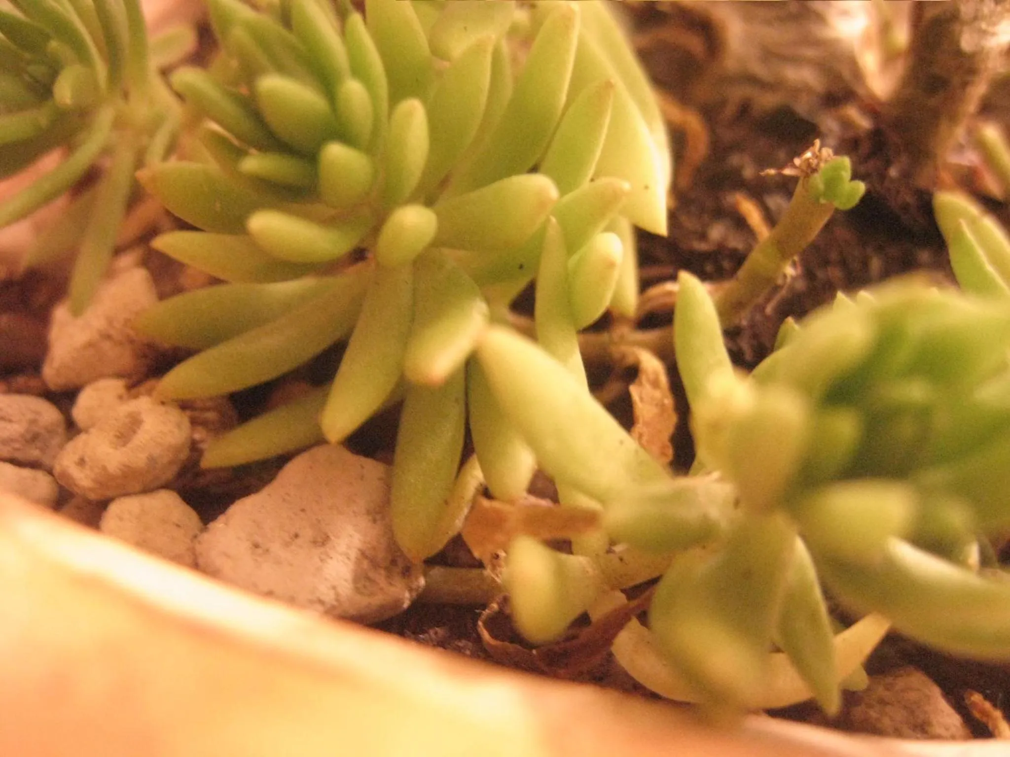 Formosa Boulerard Garden Hotel