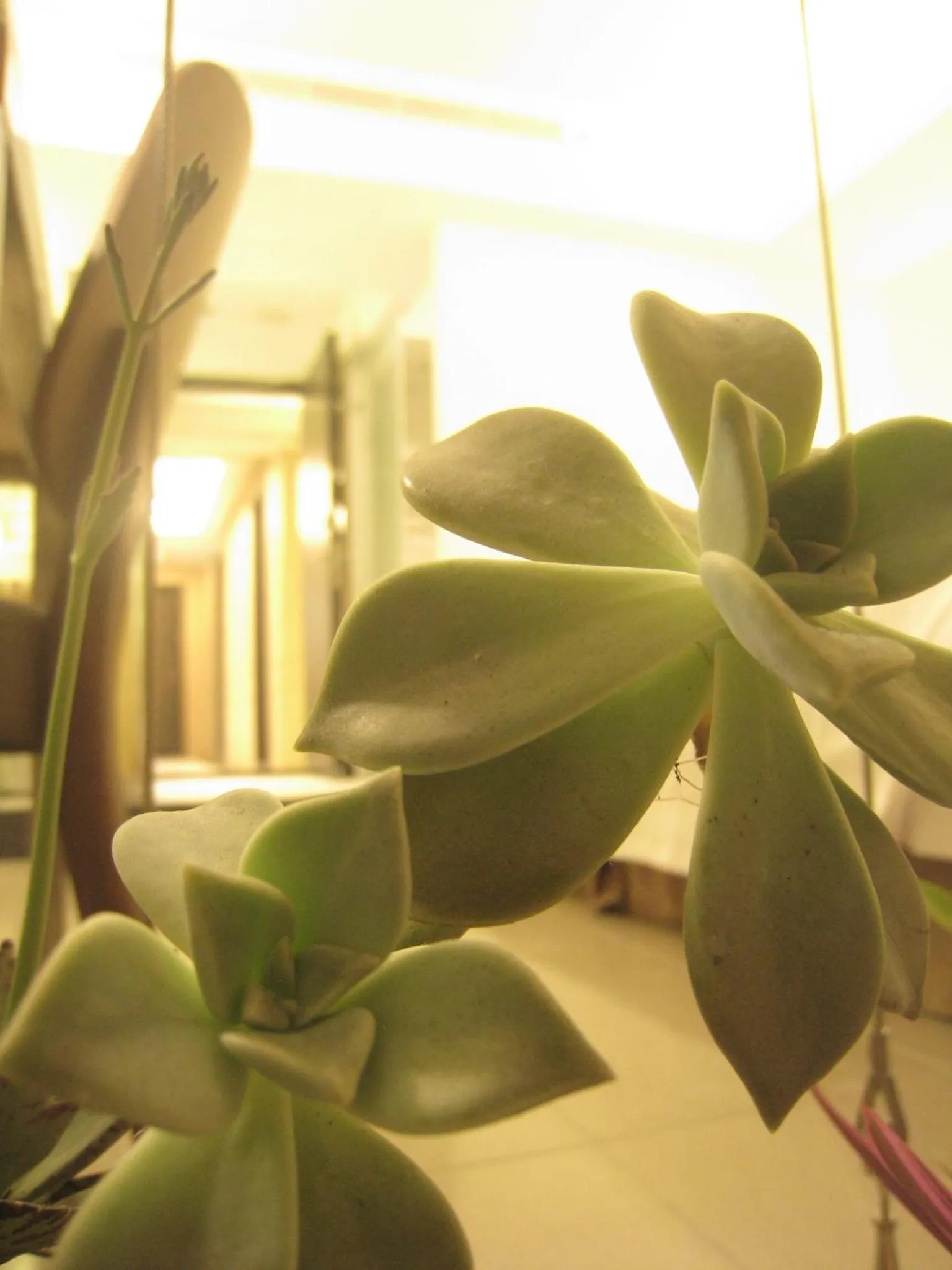 Formosa Boulerard Garden Hotel