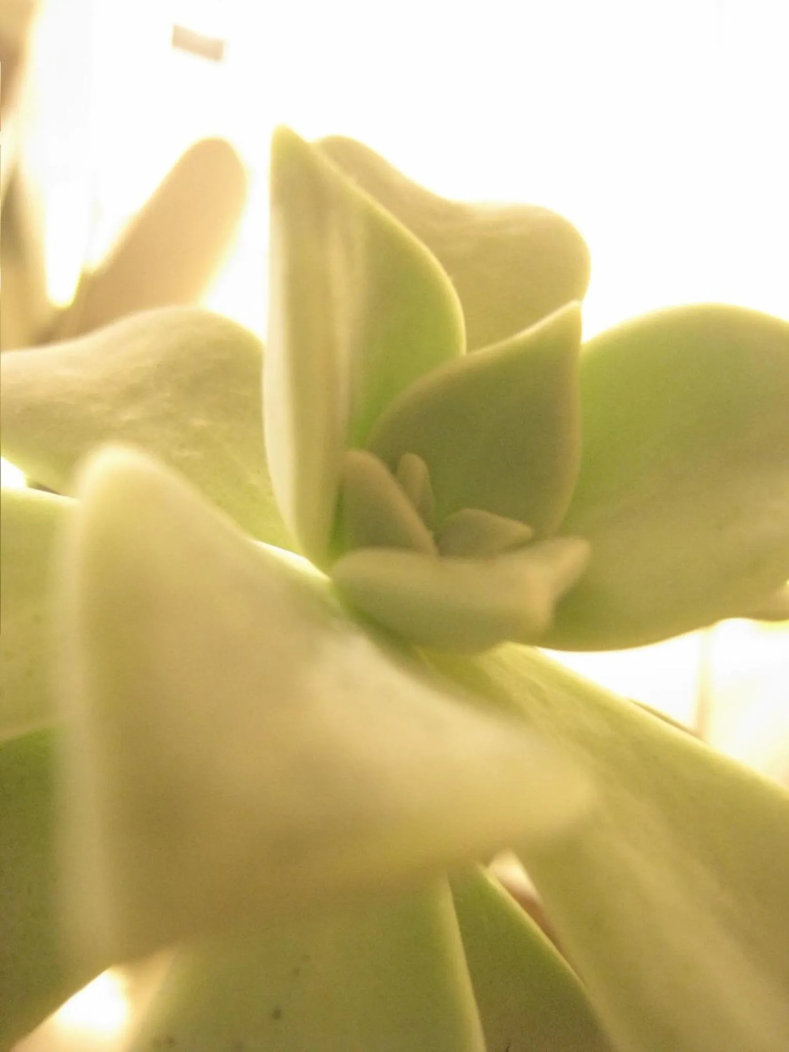 Formosa Boulerard Garden Hotel