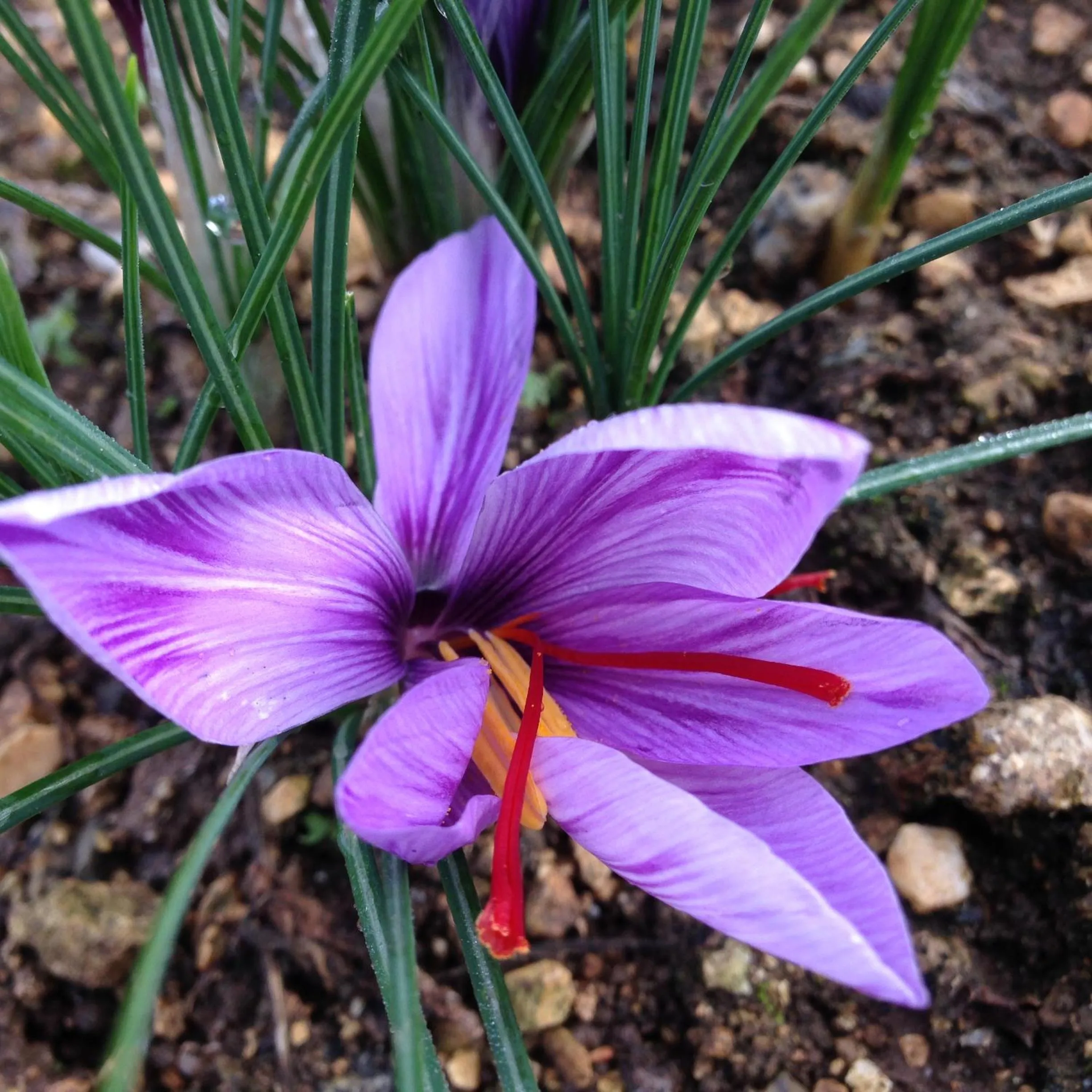 Garden in Logis Hotels Domaine du Châtelard