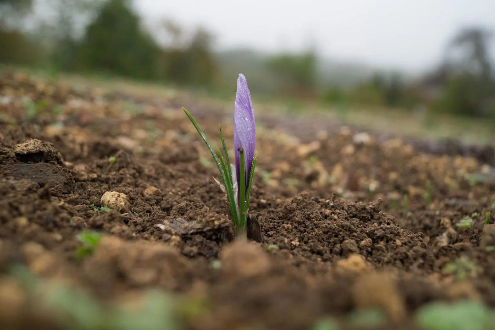 Food in Logis Hotels Domaine du Châtelard