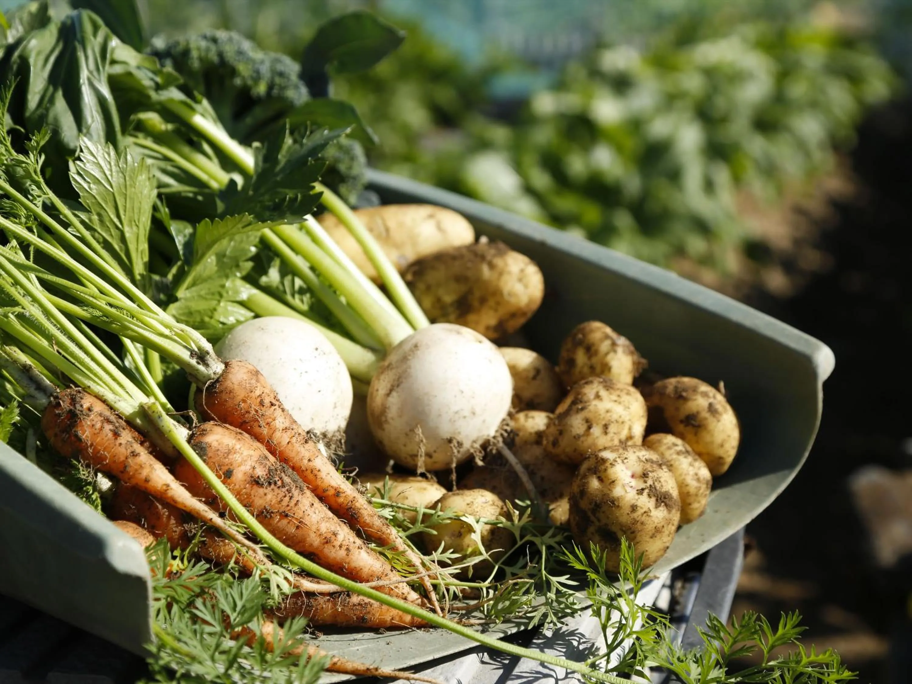 Food in Bishoku no Kakurega Provence