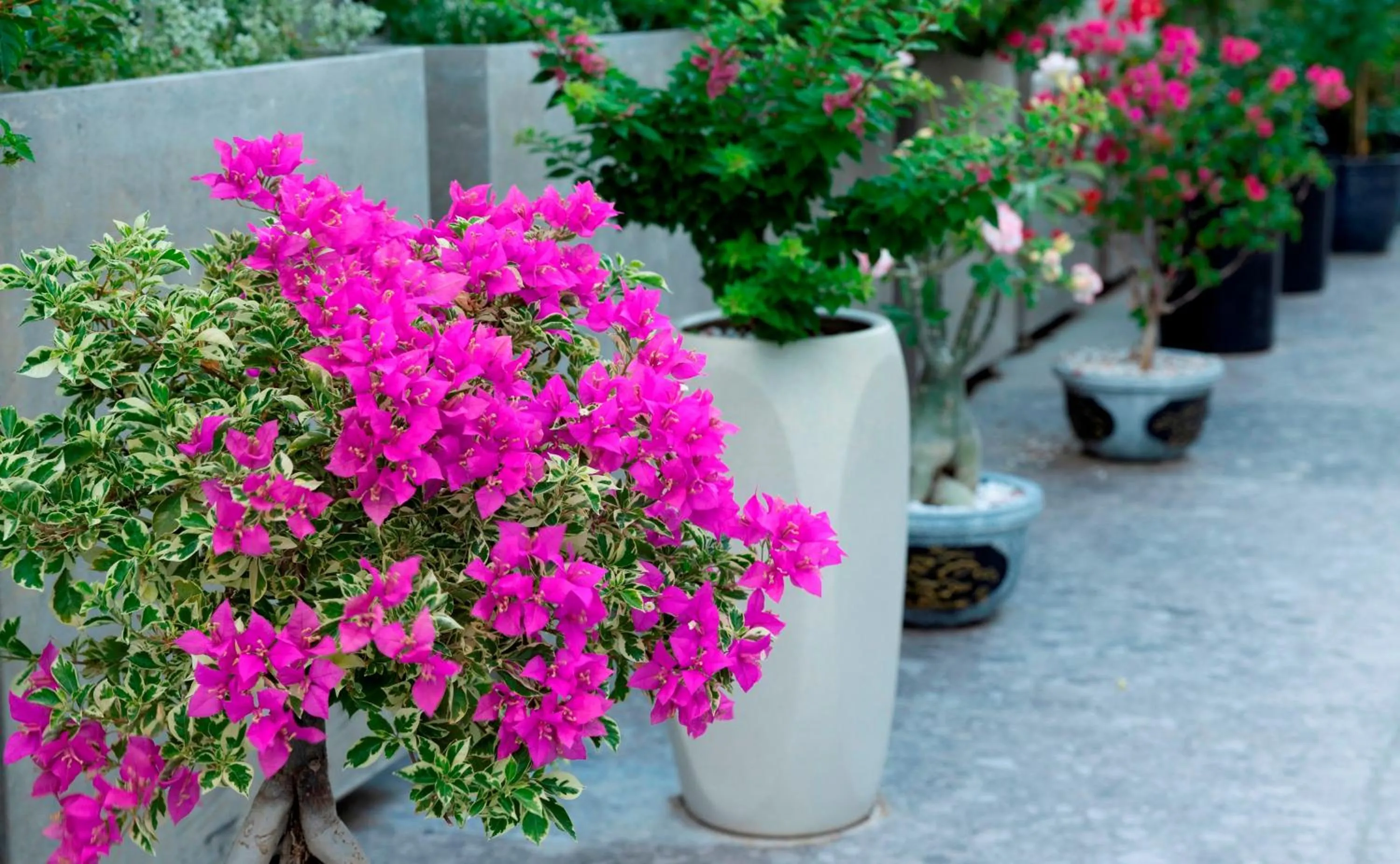 Garden in The Summer Hotel