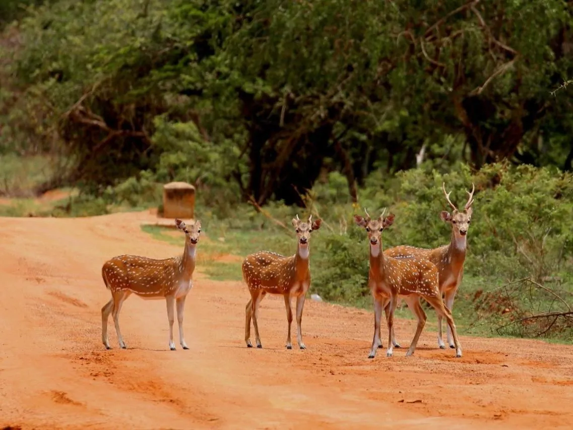 Animals in Yala Lake View Cabanas