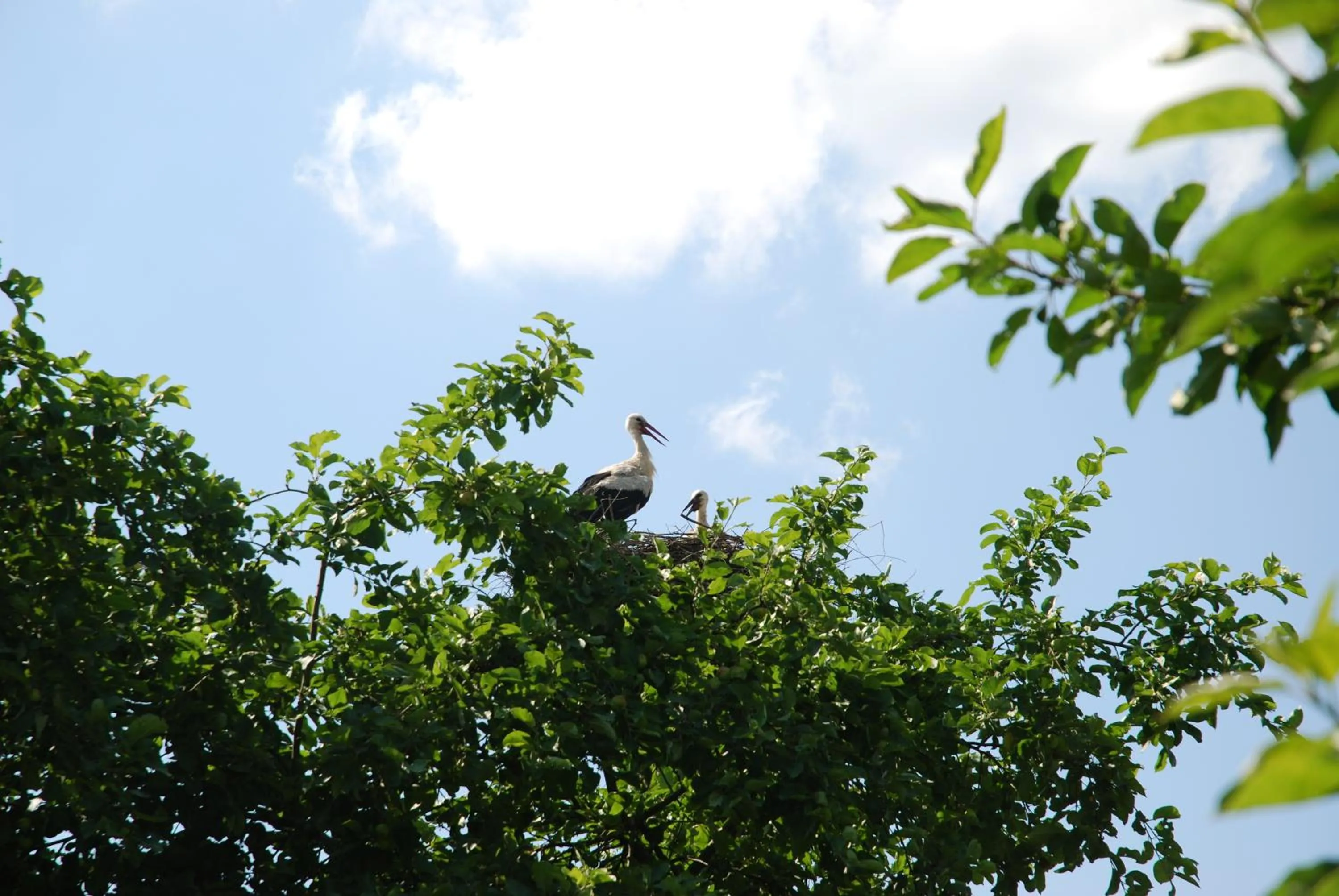 Day in Karlamuiza Country Hotel