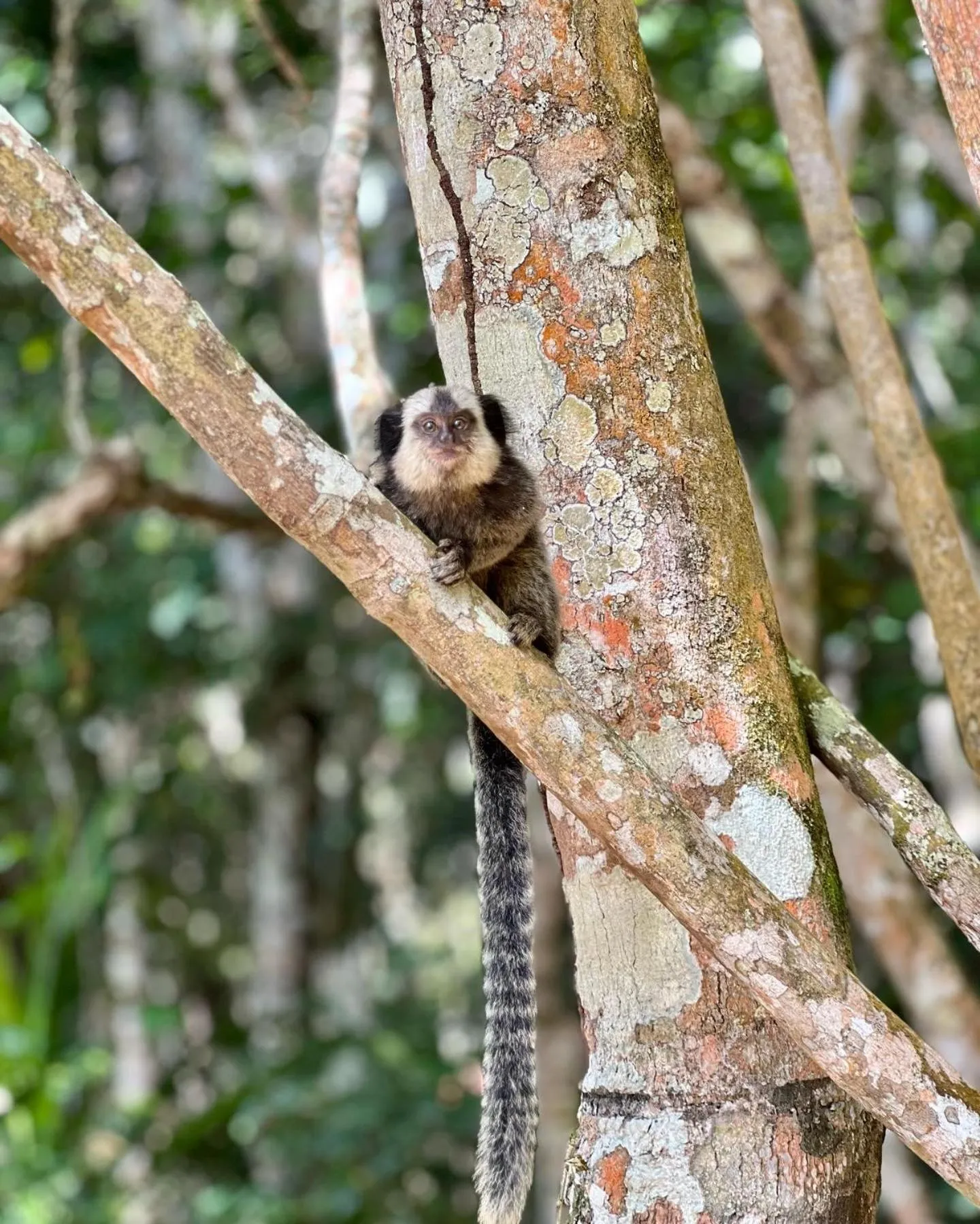 Natural landscape in Pousada Mundo Verde
