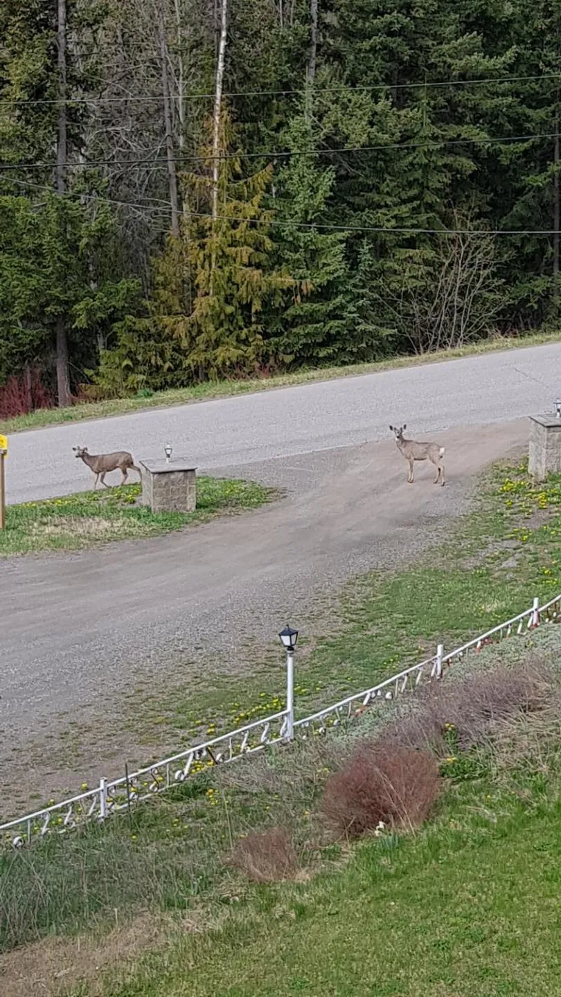 Animals in High Country Inn