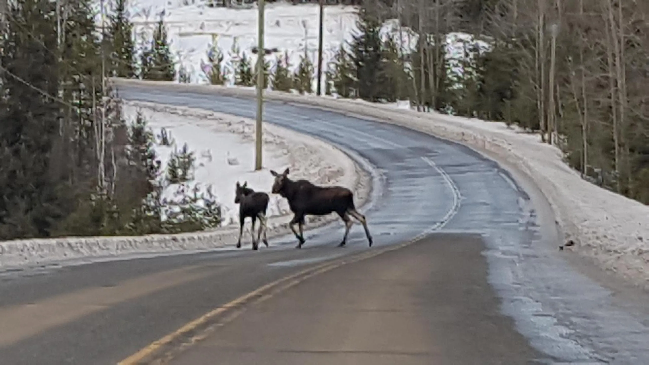 Animals, Other Animals in High Country Inn
