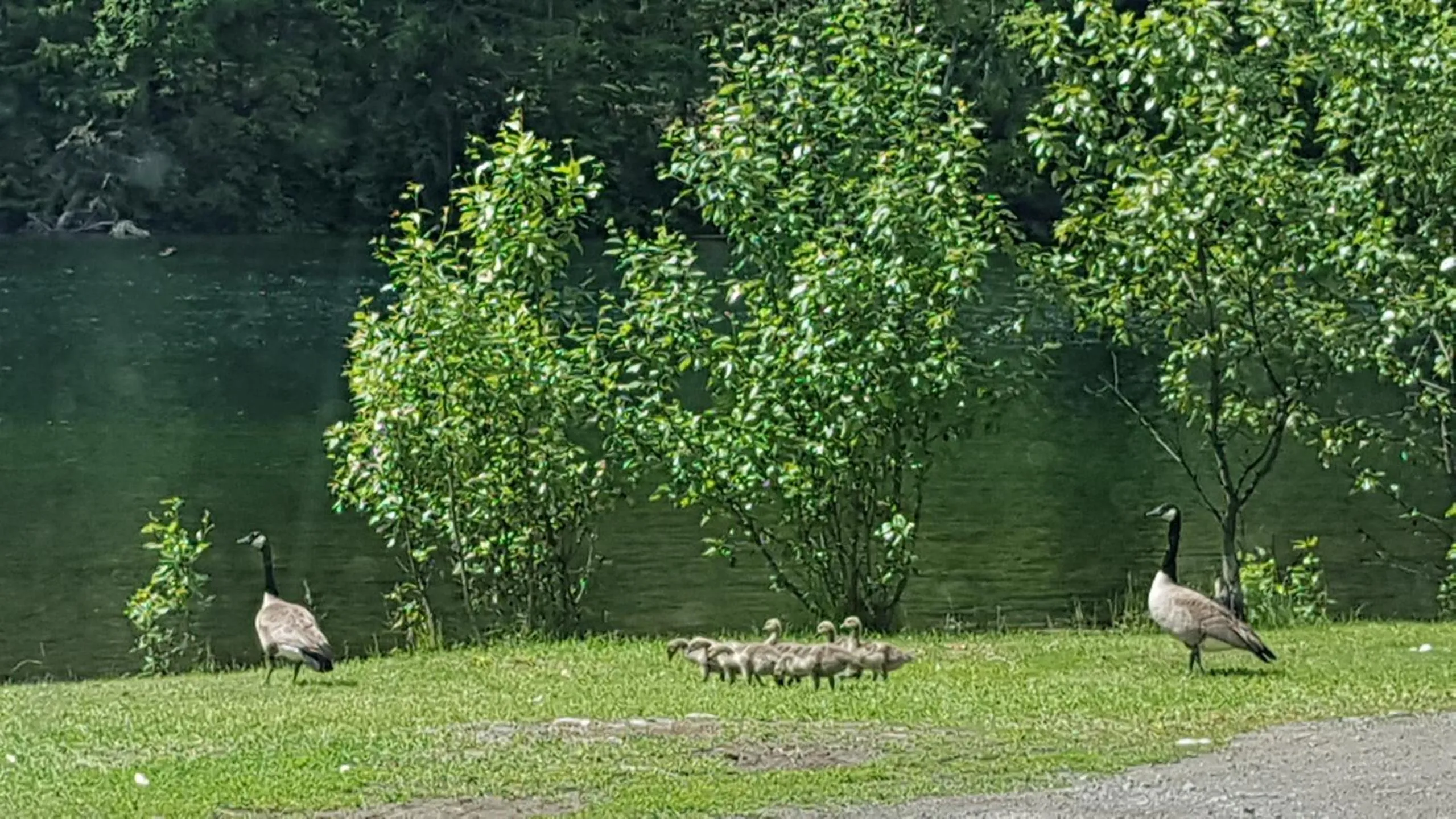 Animals, Other Animals in High Country Inn