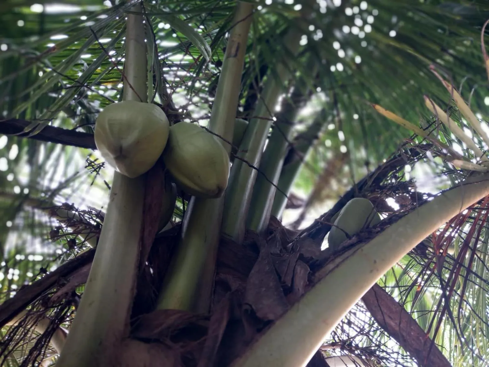 Blue Horizon Beach Hotel