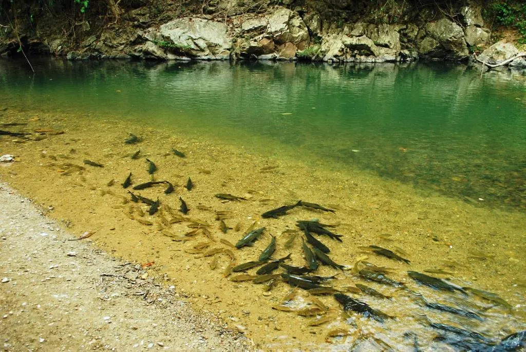 Fishing in Taman Negara River View Lodge