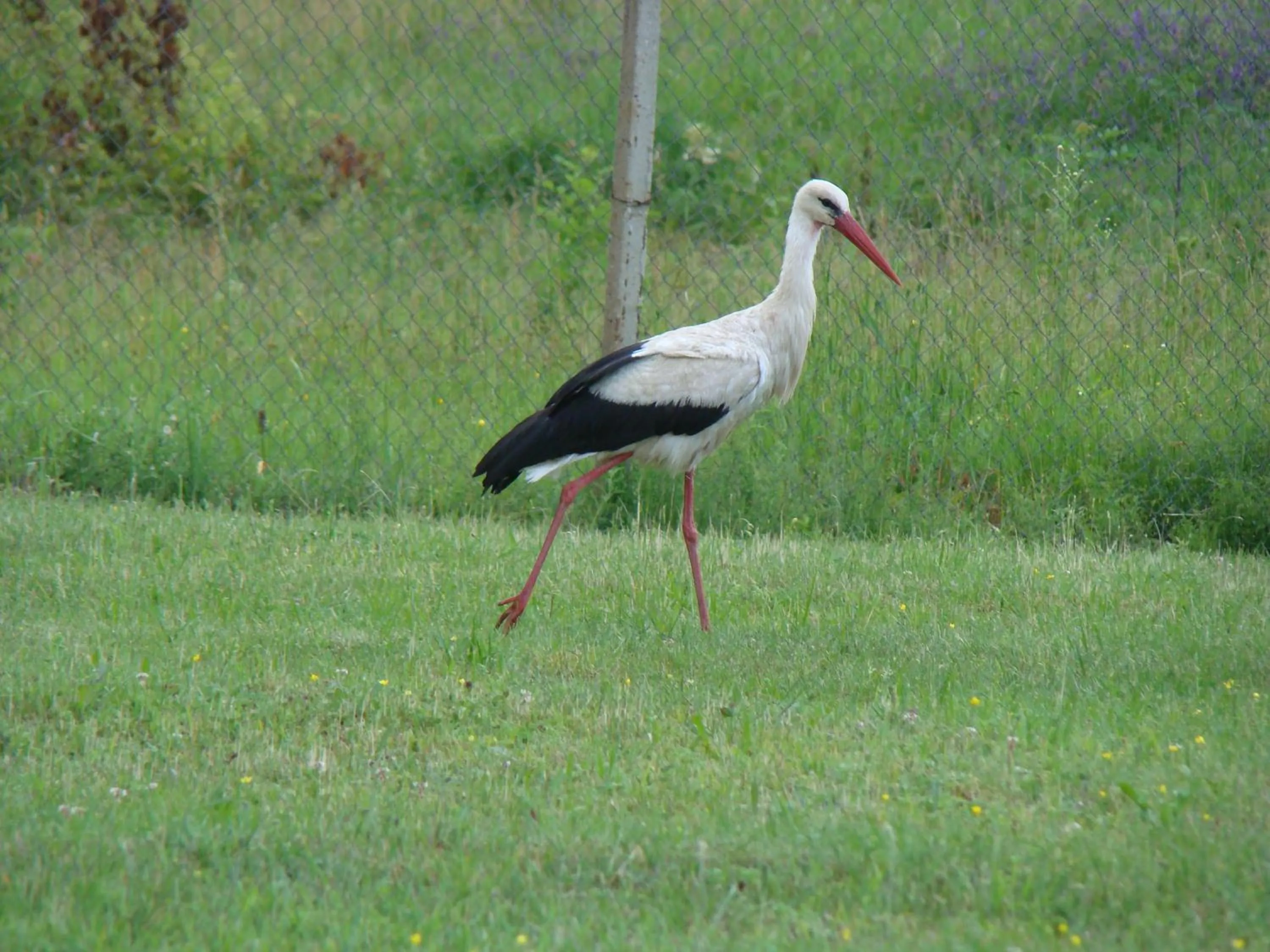 Complex Pristan in the mountain