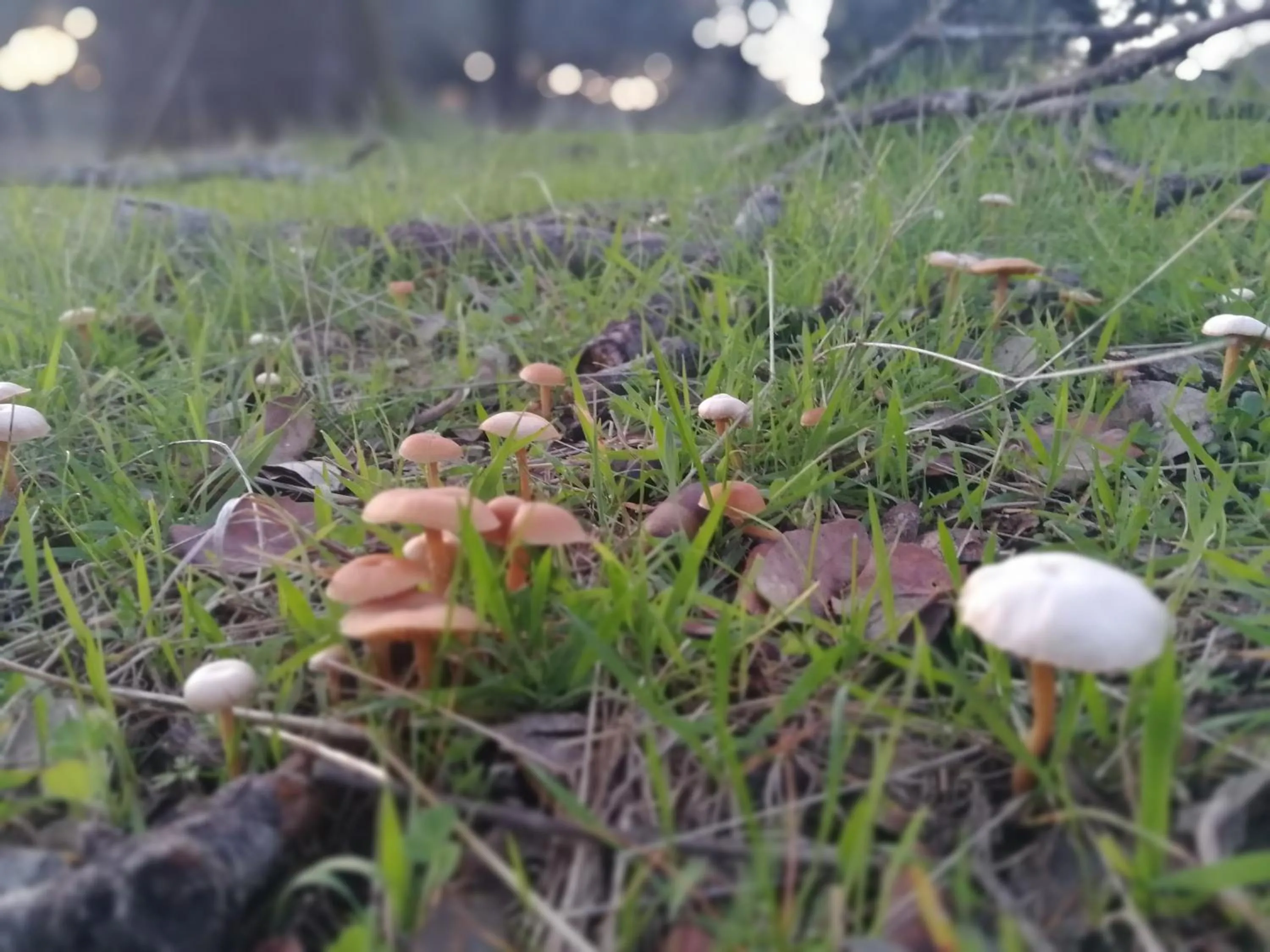 Other in La Posada del Casar