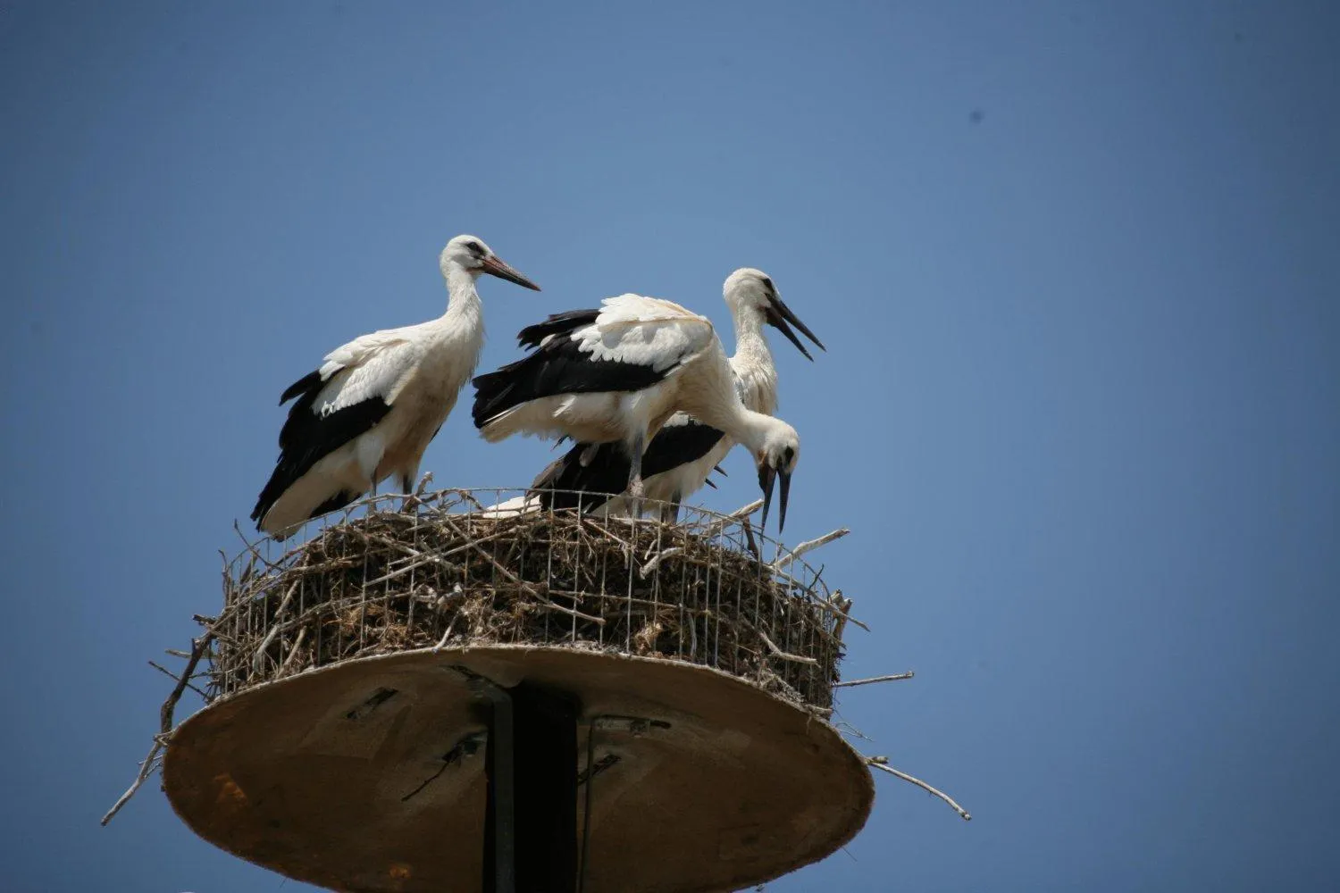 Area and facilities in Hotel Iliana