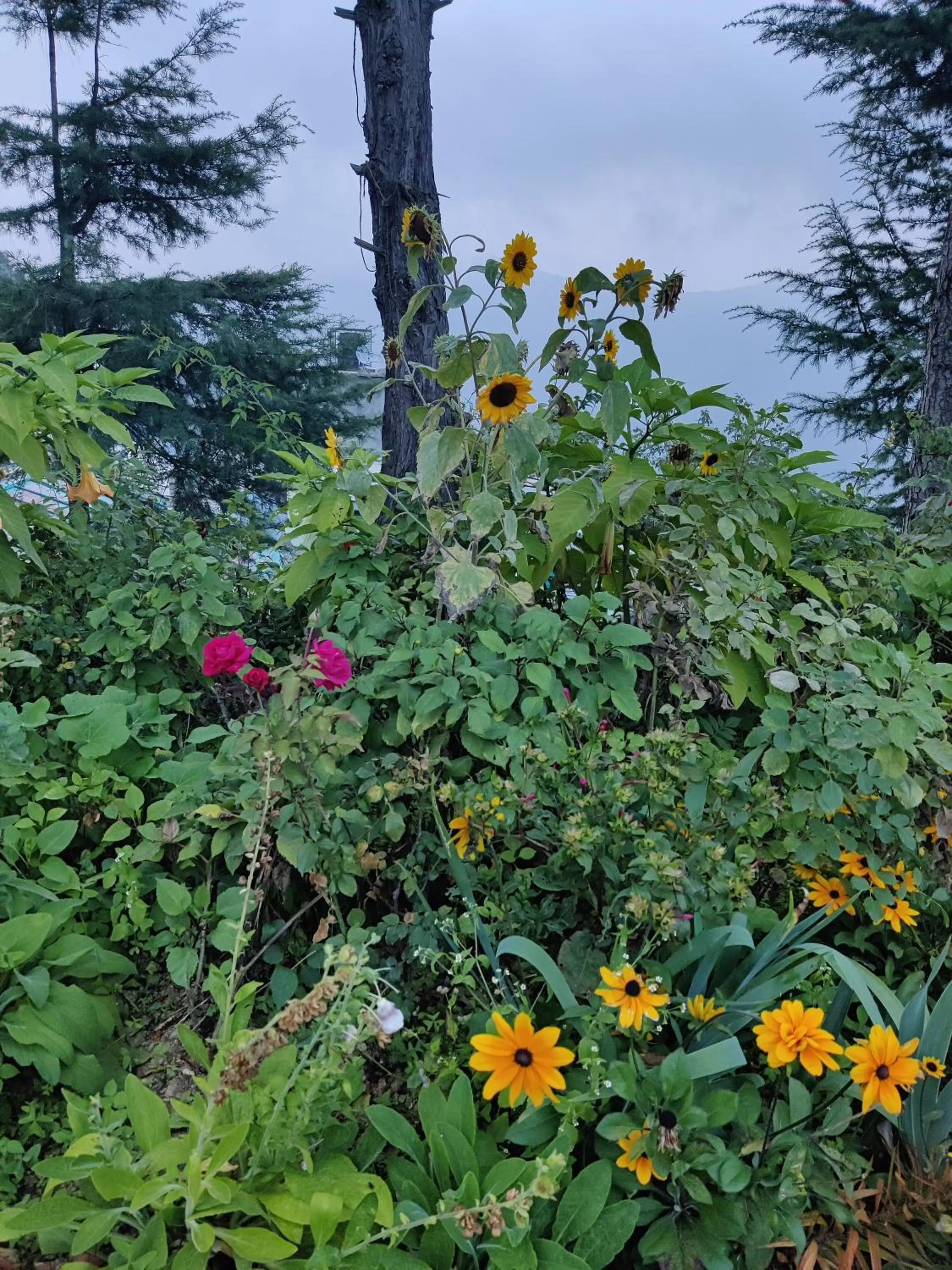 Natural landscape in Cedar Lodge By Aahma