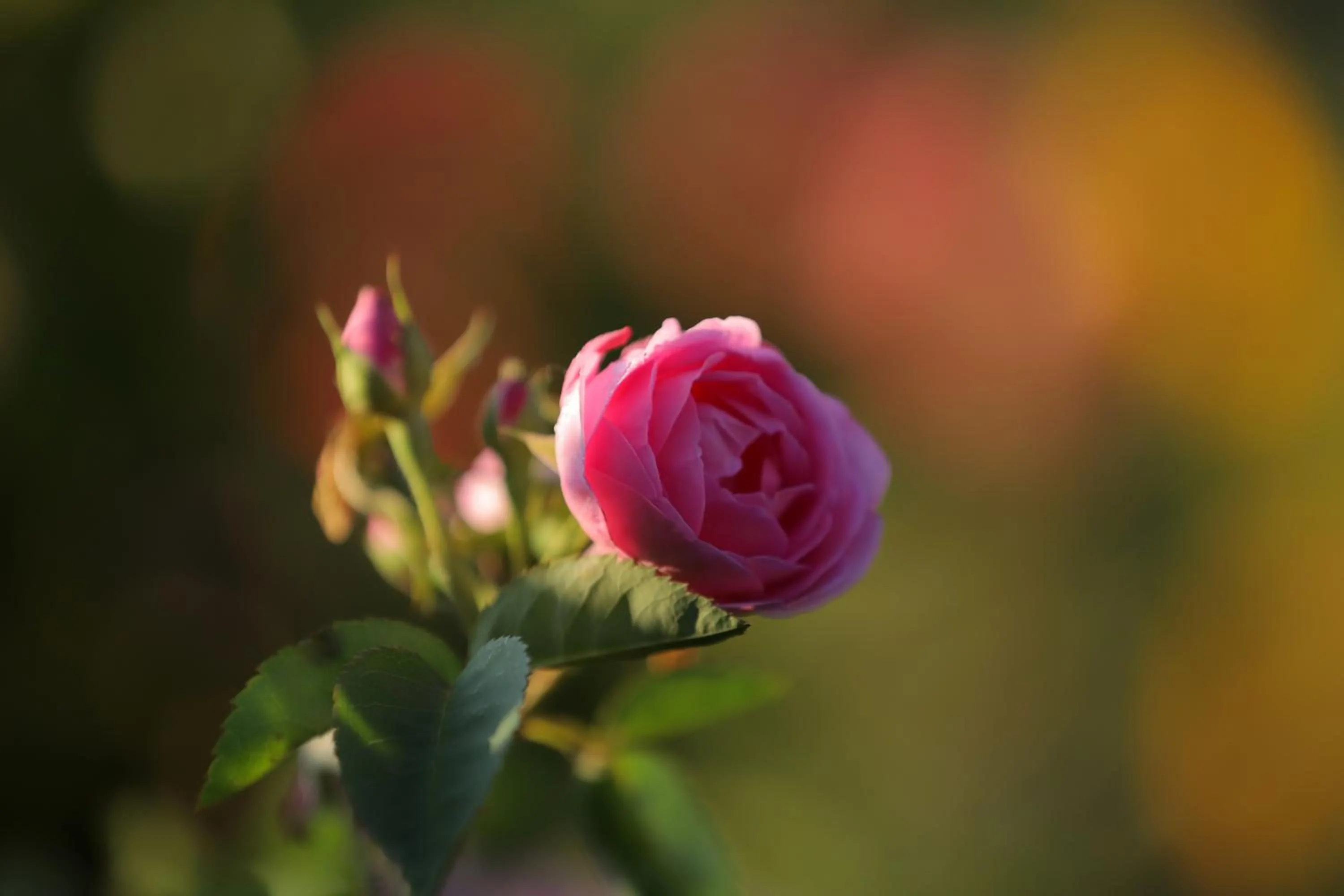 Garden in Cedar Lodge By Aahma
