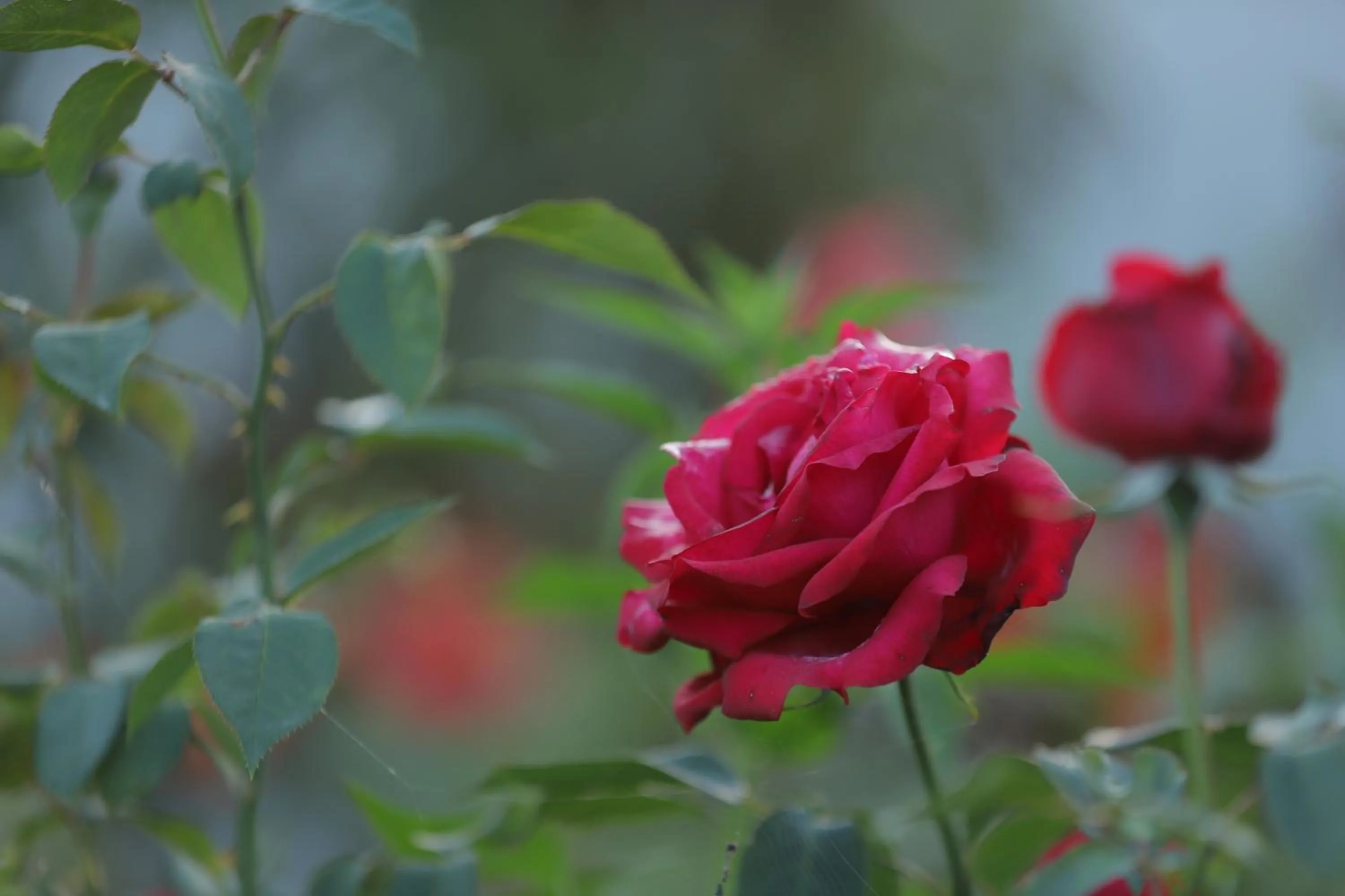 Garden view in Cedar Lodge By Aahma