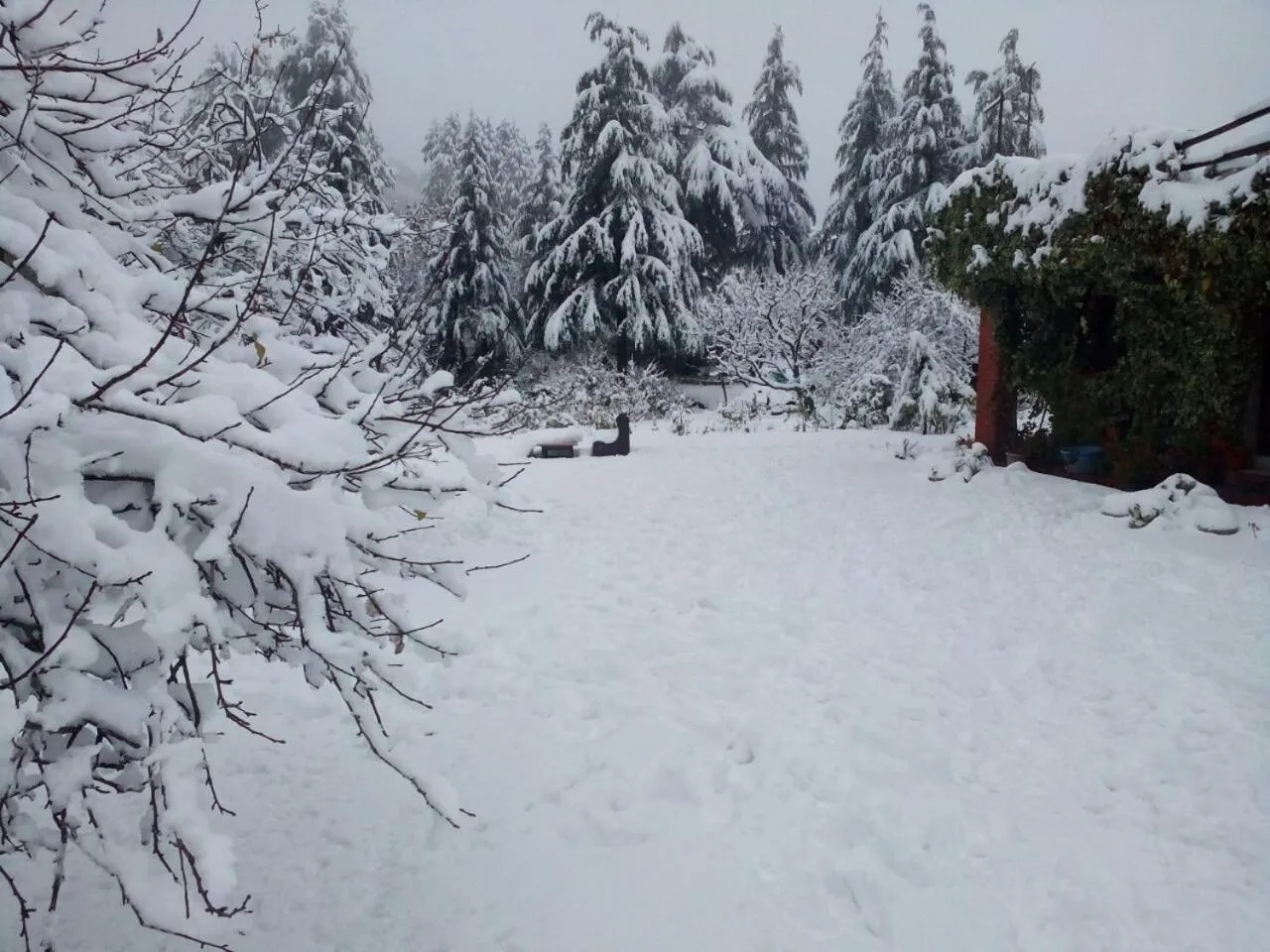 Winter in Cedar Lodge By Aahma