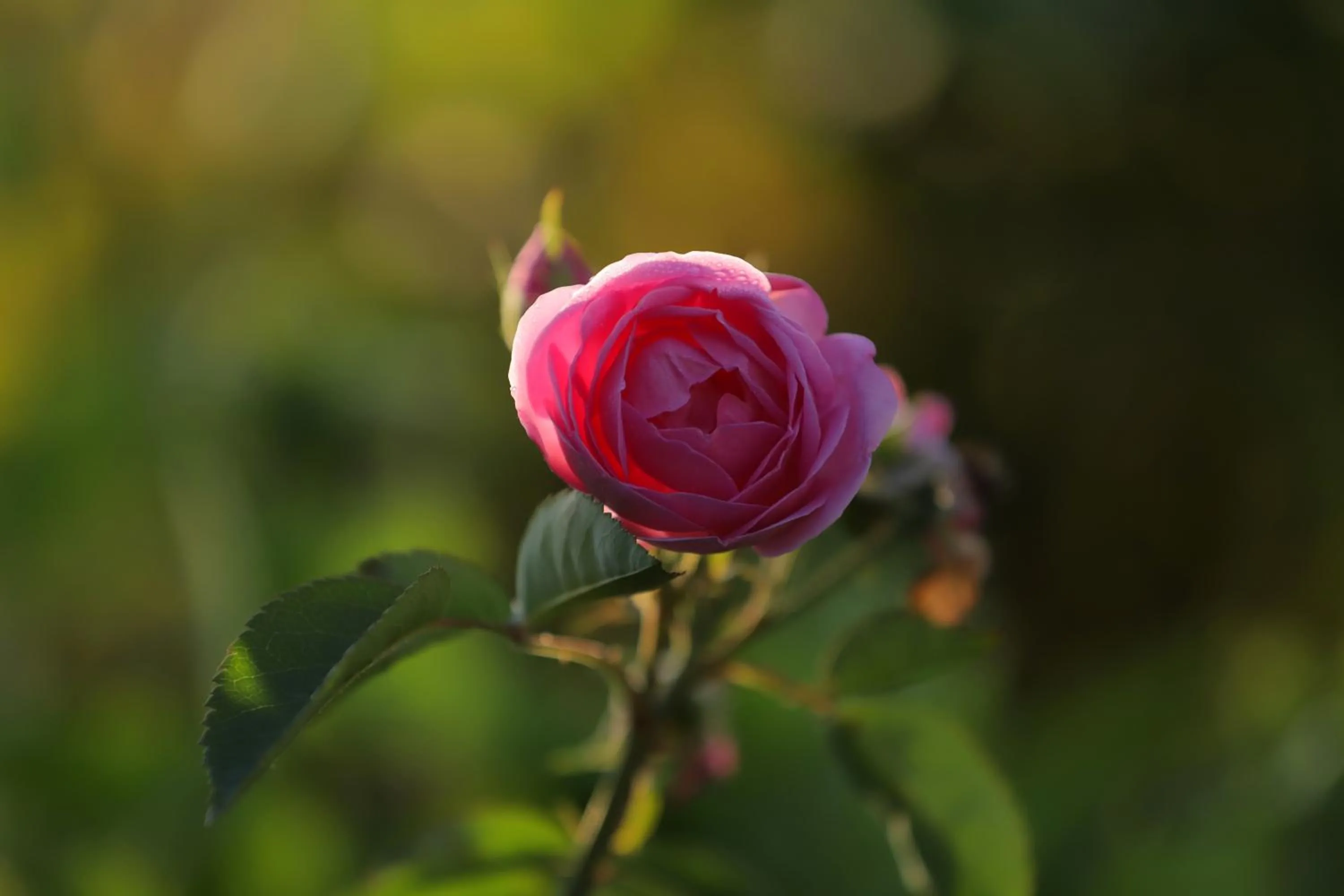 Garden in Cedar Lodge By Aahma