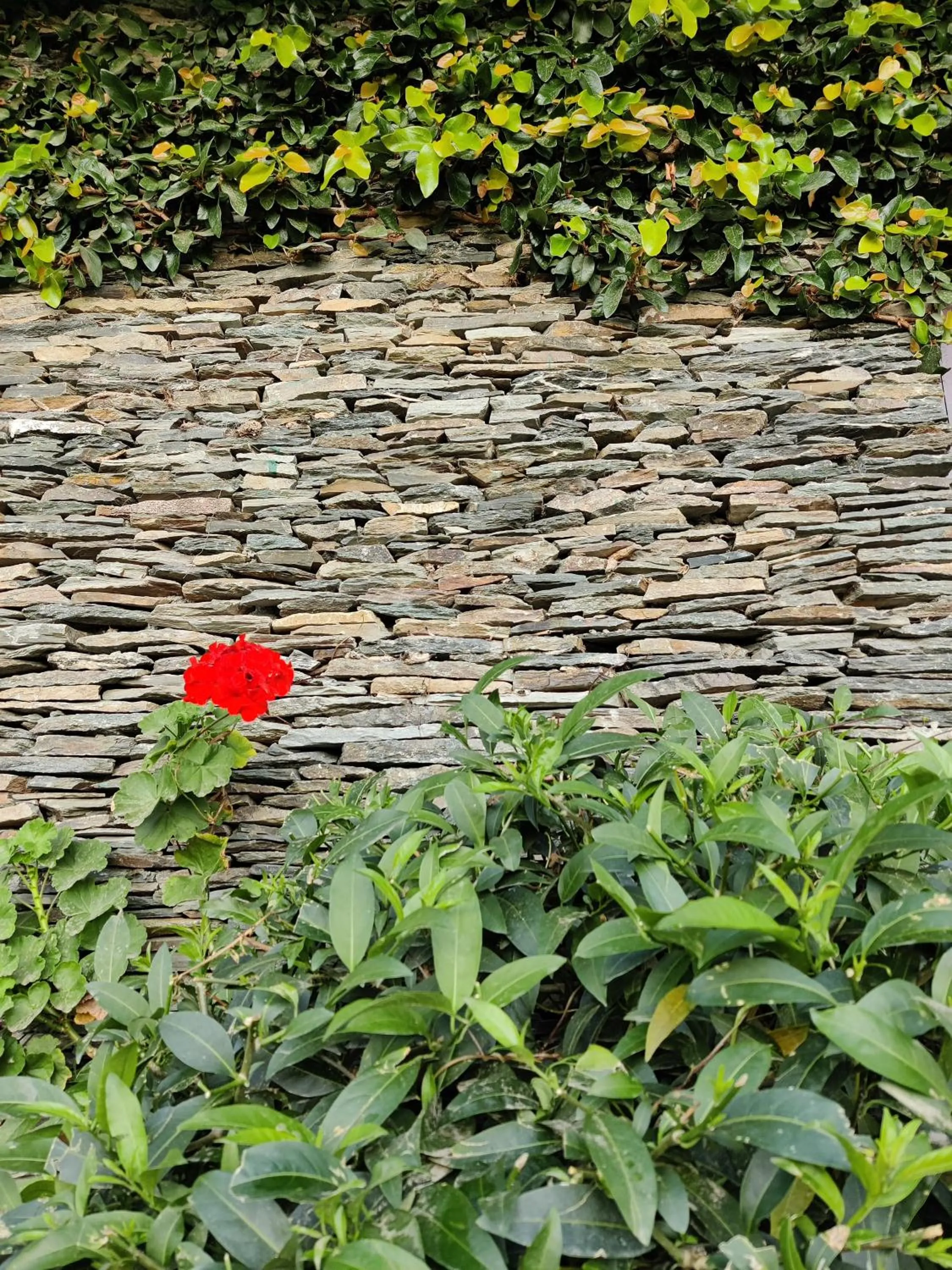 Garden in Cedar Lodge By Aahma