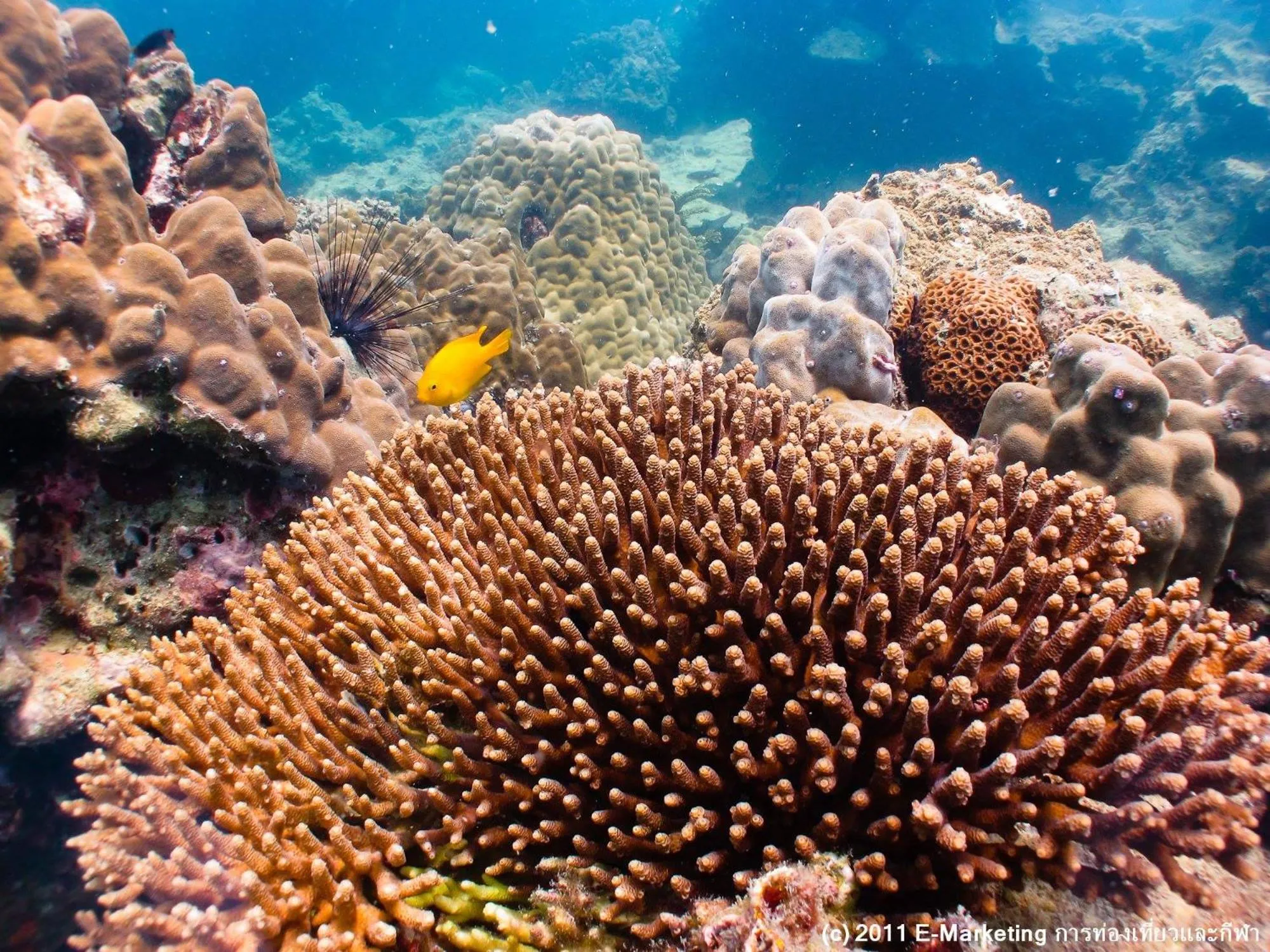 Property building in Fisherman's Hut , ขนำชาวเลโฮมสเตย์