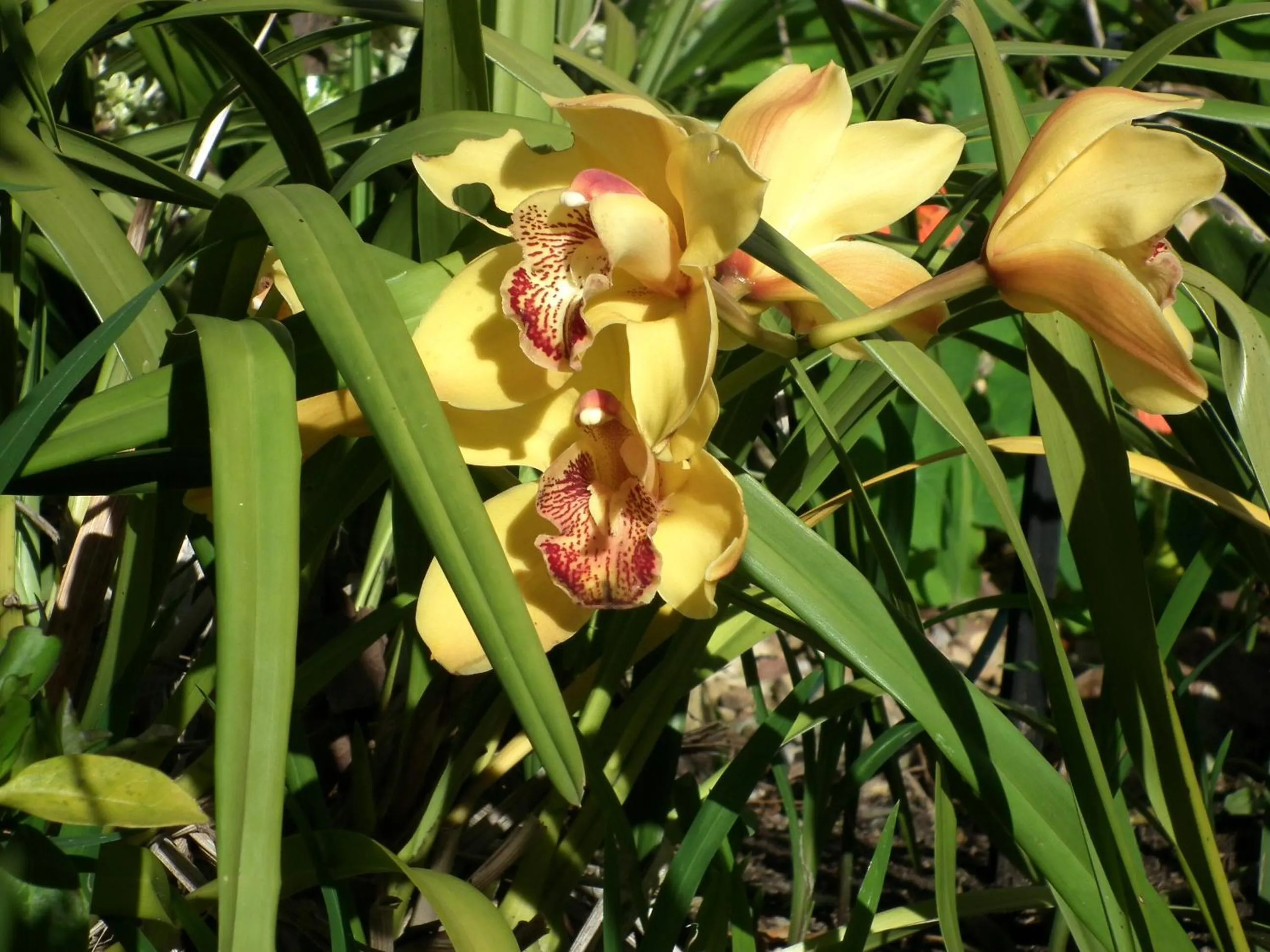 Garden in Clarence House