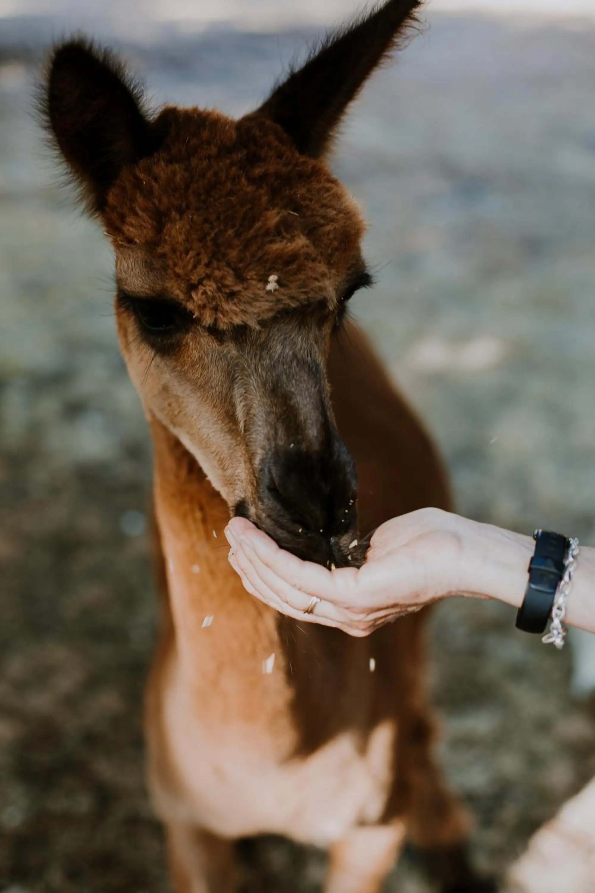 Animals in Clover Cottage Country Retreat