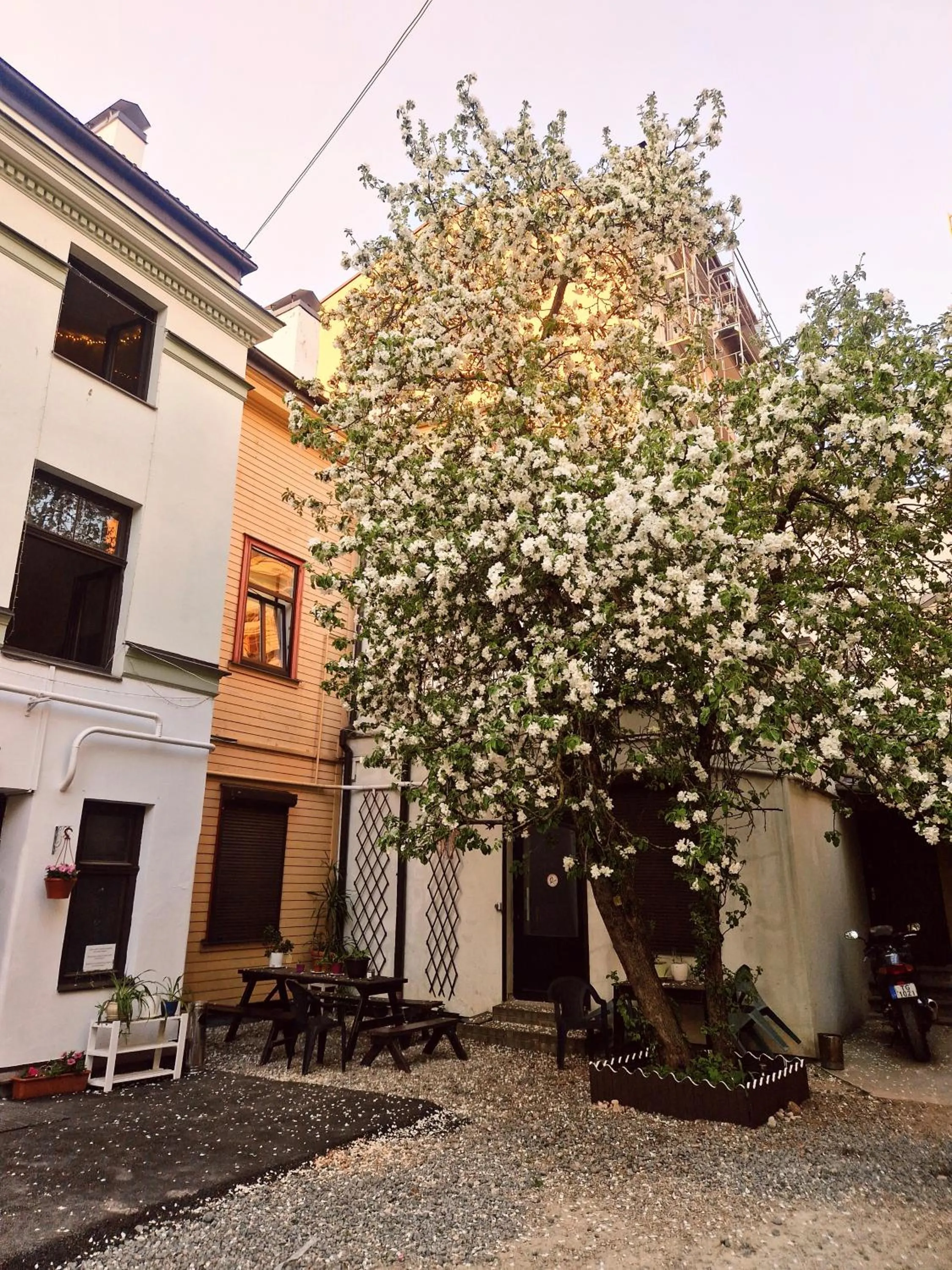 Garden in Central Hostel