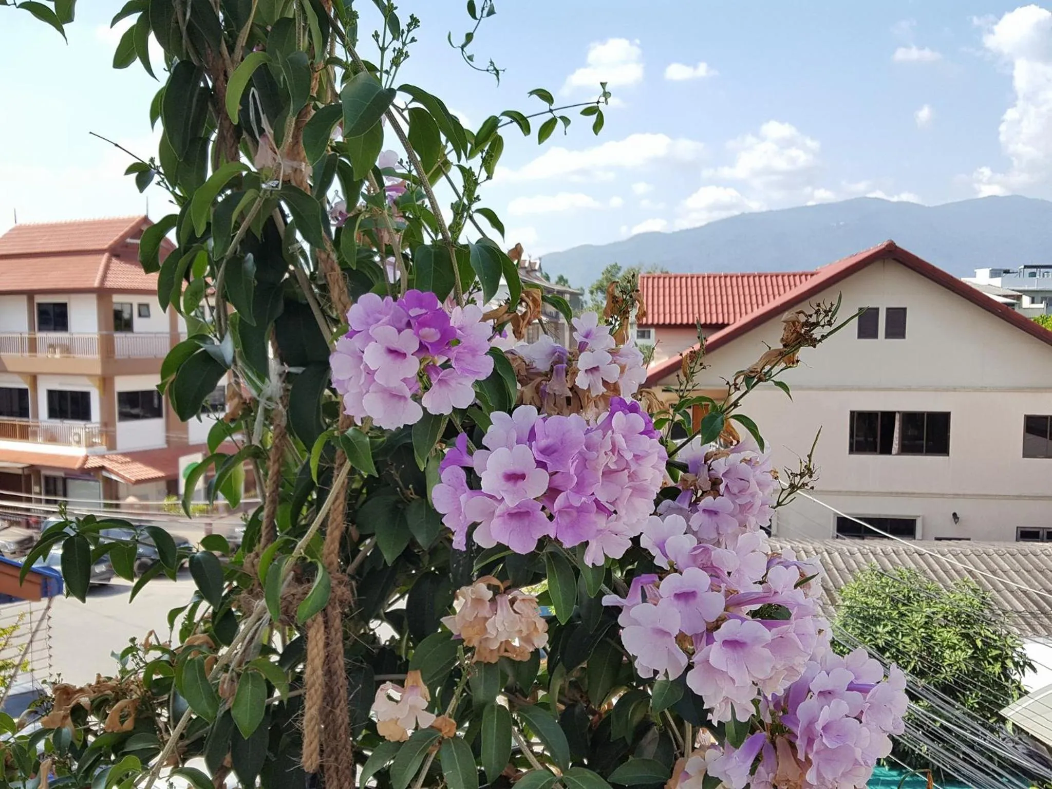 Mountain view in Bed and Terrace Guesthouse Chiang Mai