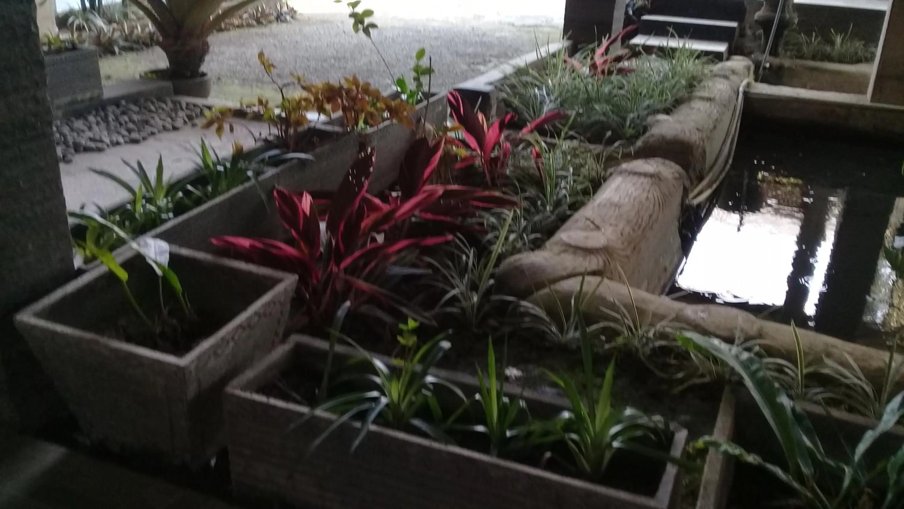 Garden view in RF Hotel